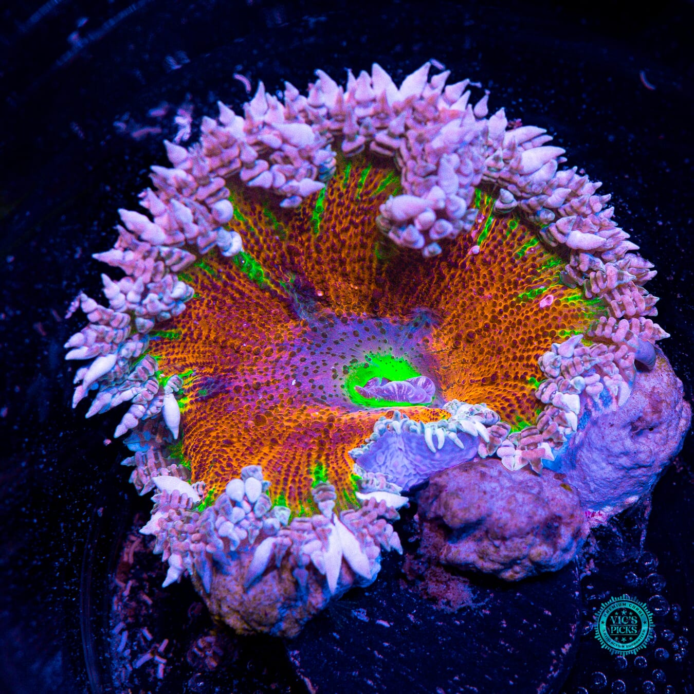 Fire n Ice Flower Anemone - Actinic Photo