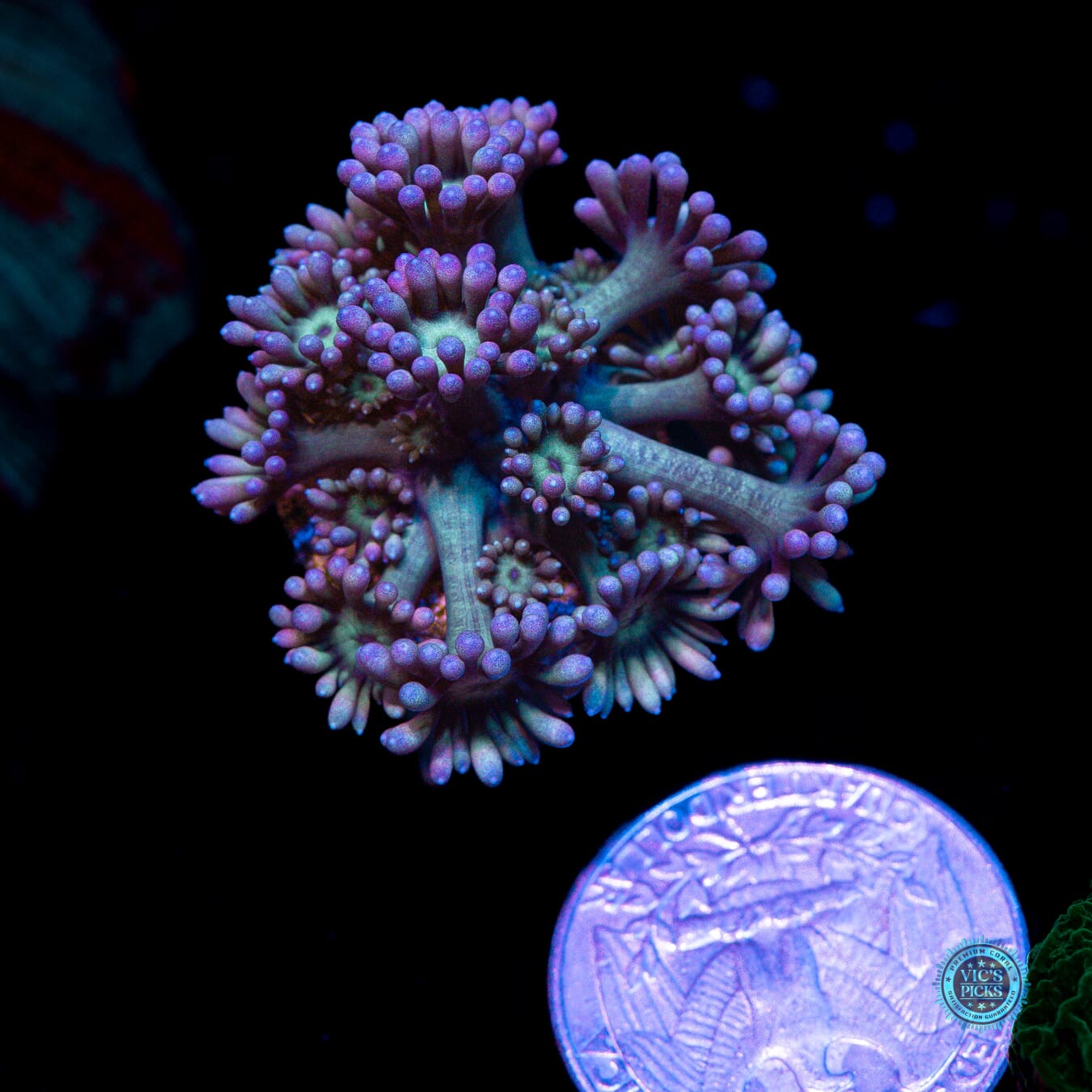 WWC Sour Sop Goniopora - Actinic Photo