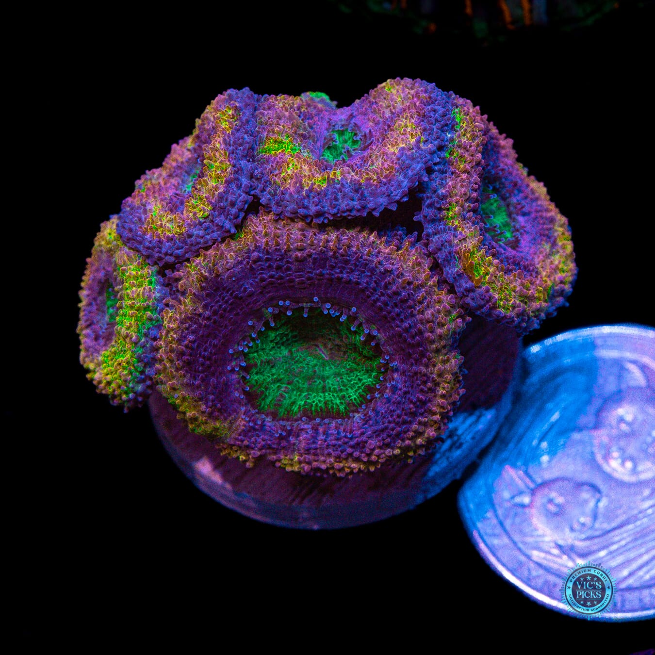 WWC Shangri La Aussie Lord - Actinic Photo