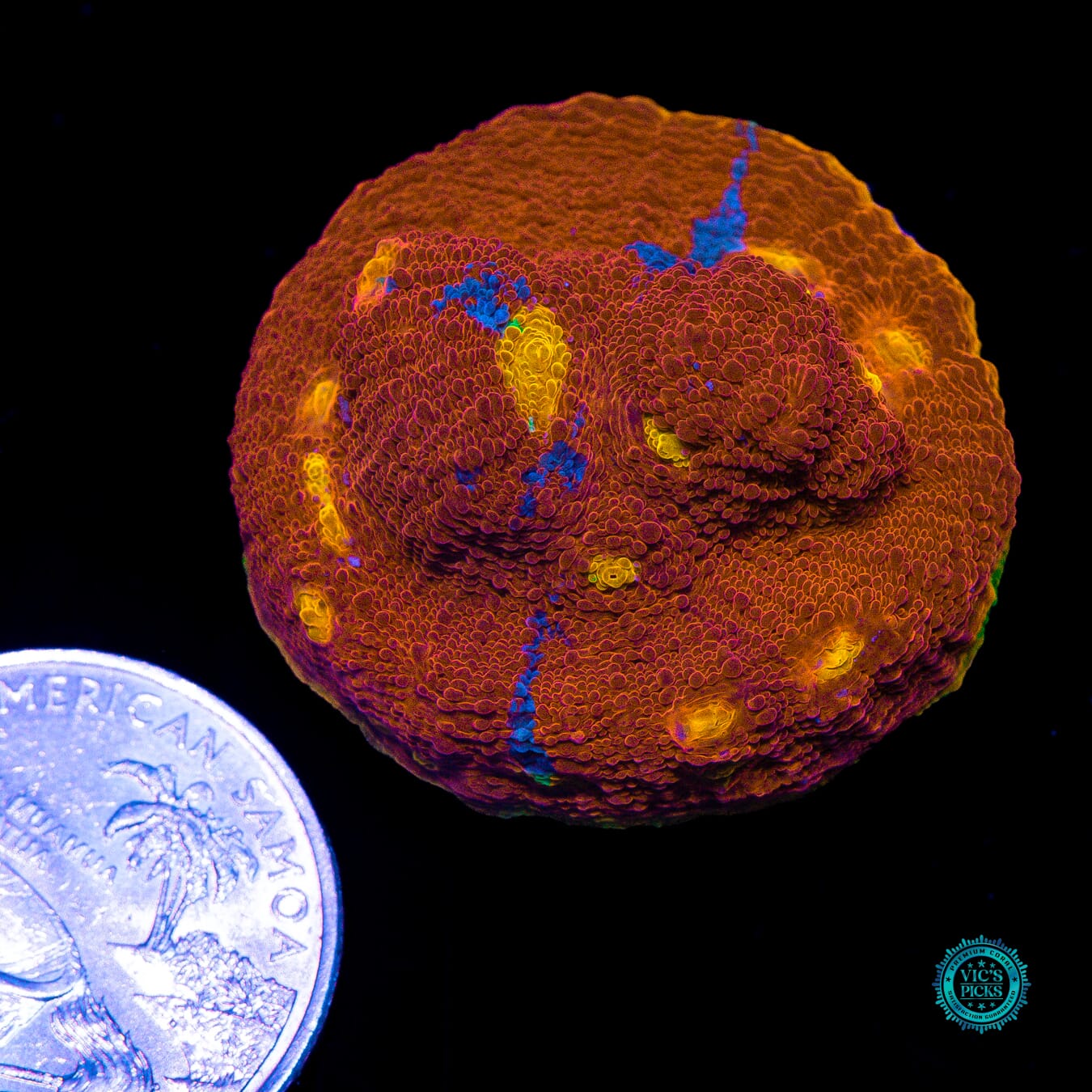 WWC Molotov Rainbow Chalice - Actinic Photo