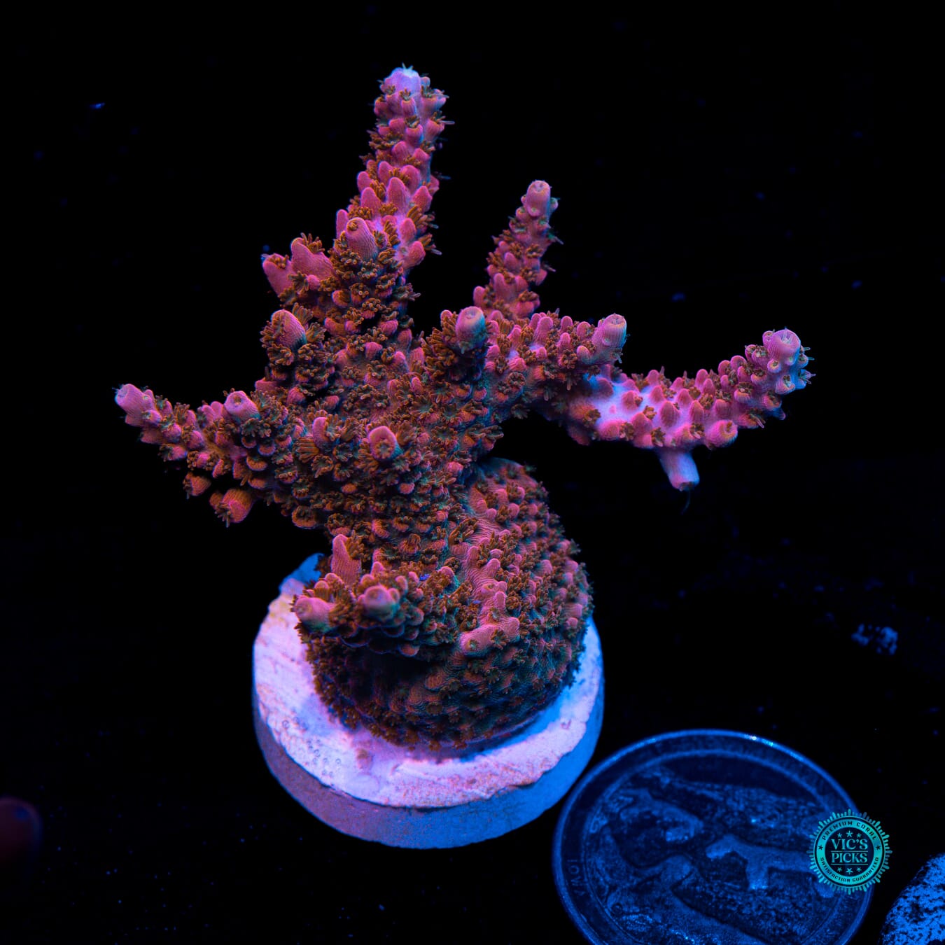 WWC Pantera Rosa Acropora - Actinic Photo