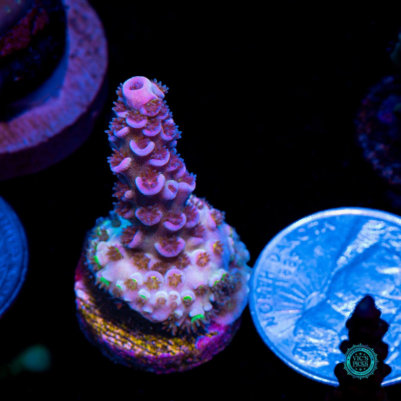 WWC Sabotage Tenuis Acropora - Actinic Photo