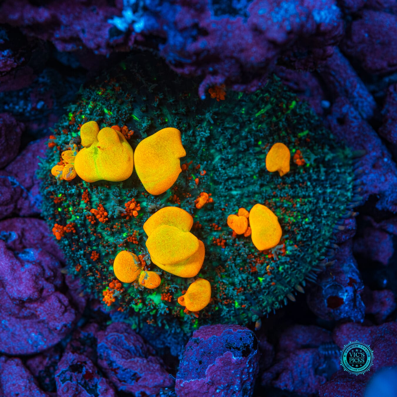 Lou's WWC OG Bounce Mushroom - Daylight Photo