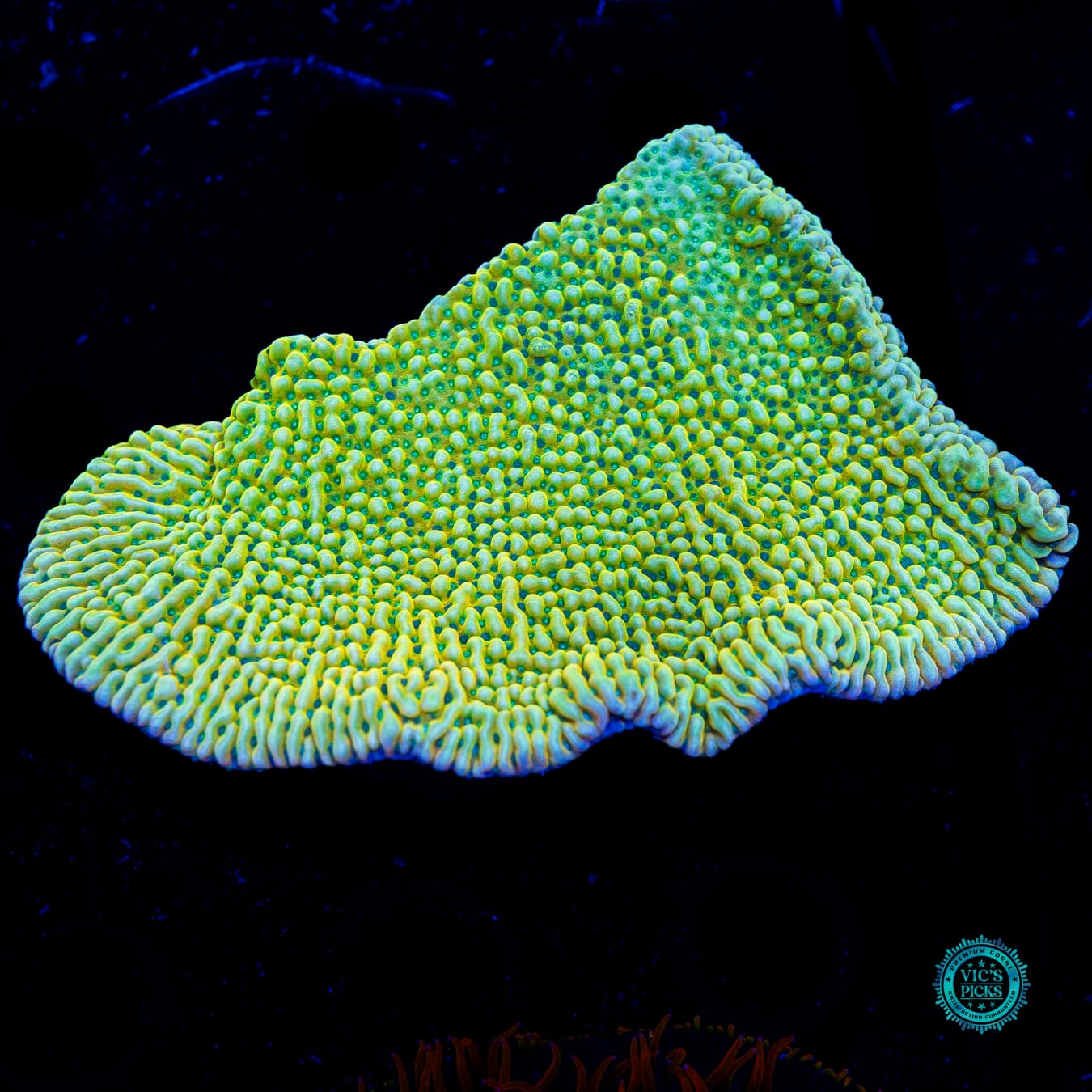Jason Fox Beach Bum Montipora - Daylight Photo