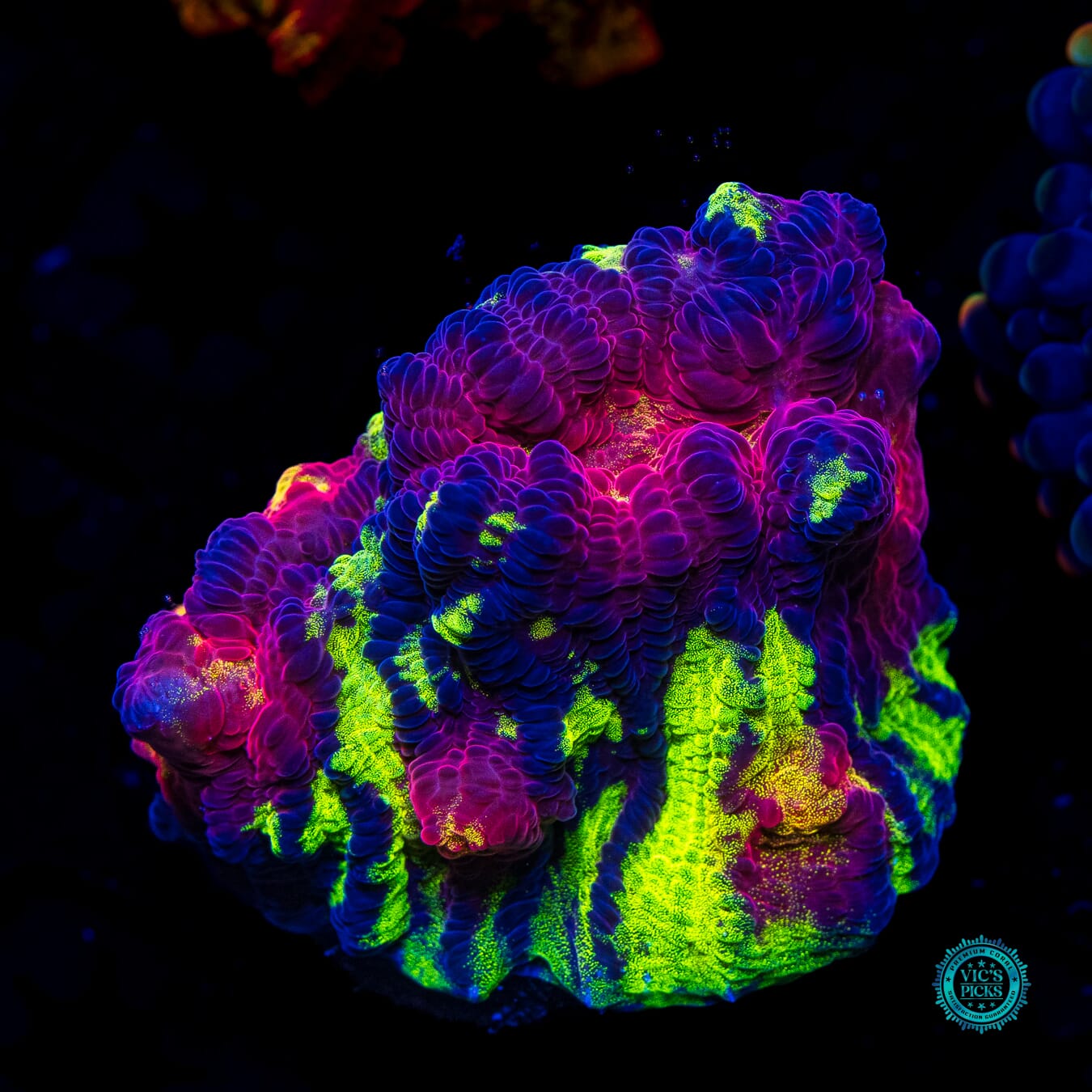 Jason Fox Chemical Reaction Chalice - Daylight Photo