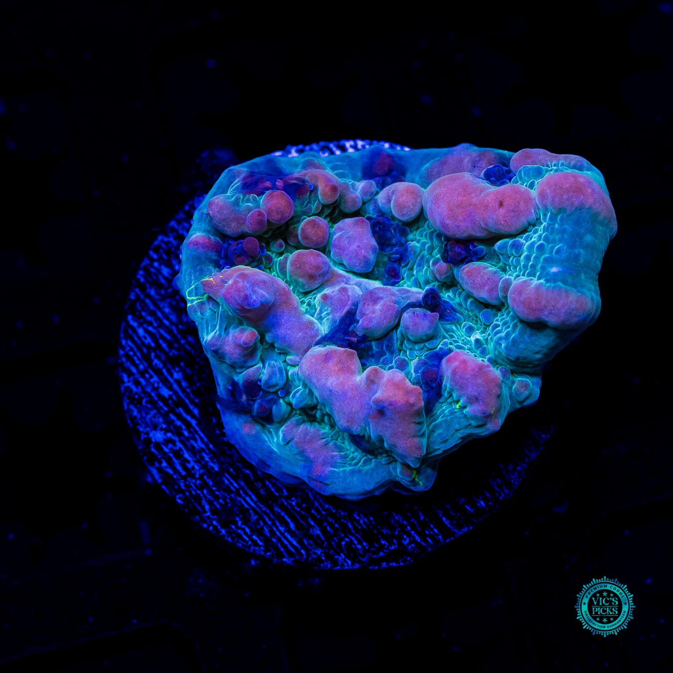 WWC Cosmic Candy Bounce Chalice - Daylight Photo