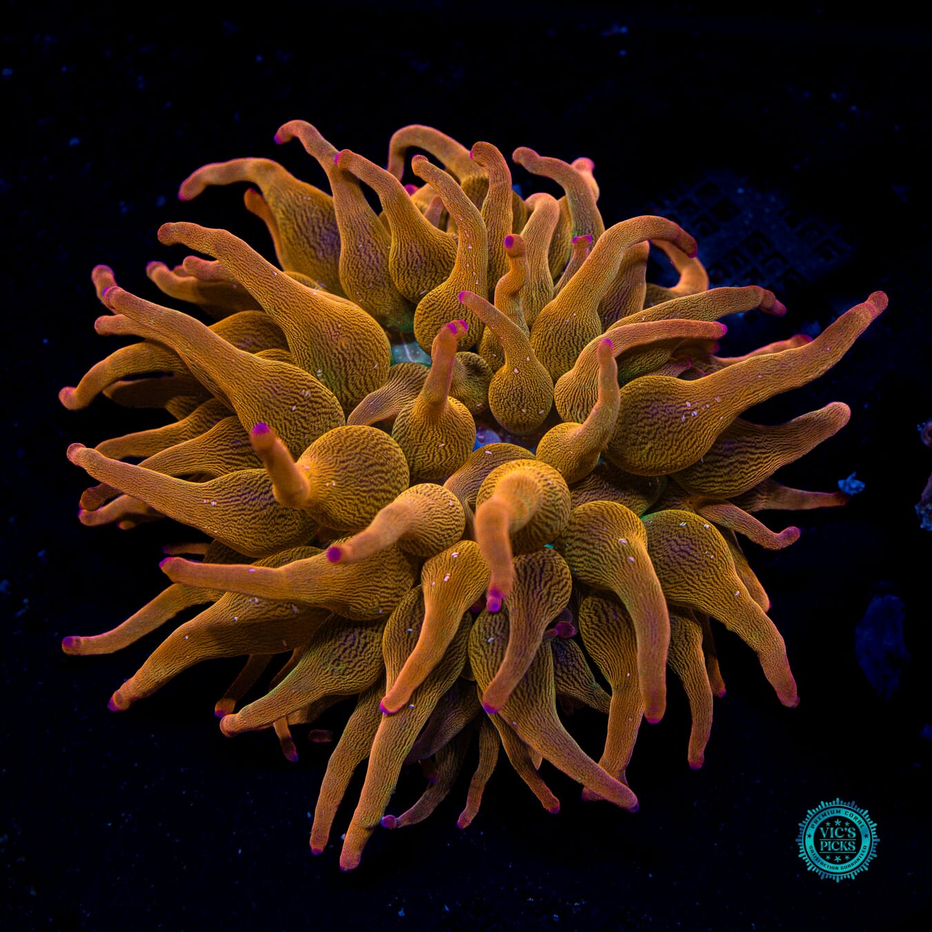 WWC Rainbow Bubble Anemone - Actinic Photo