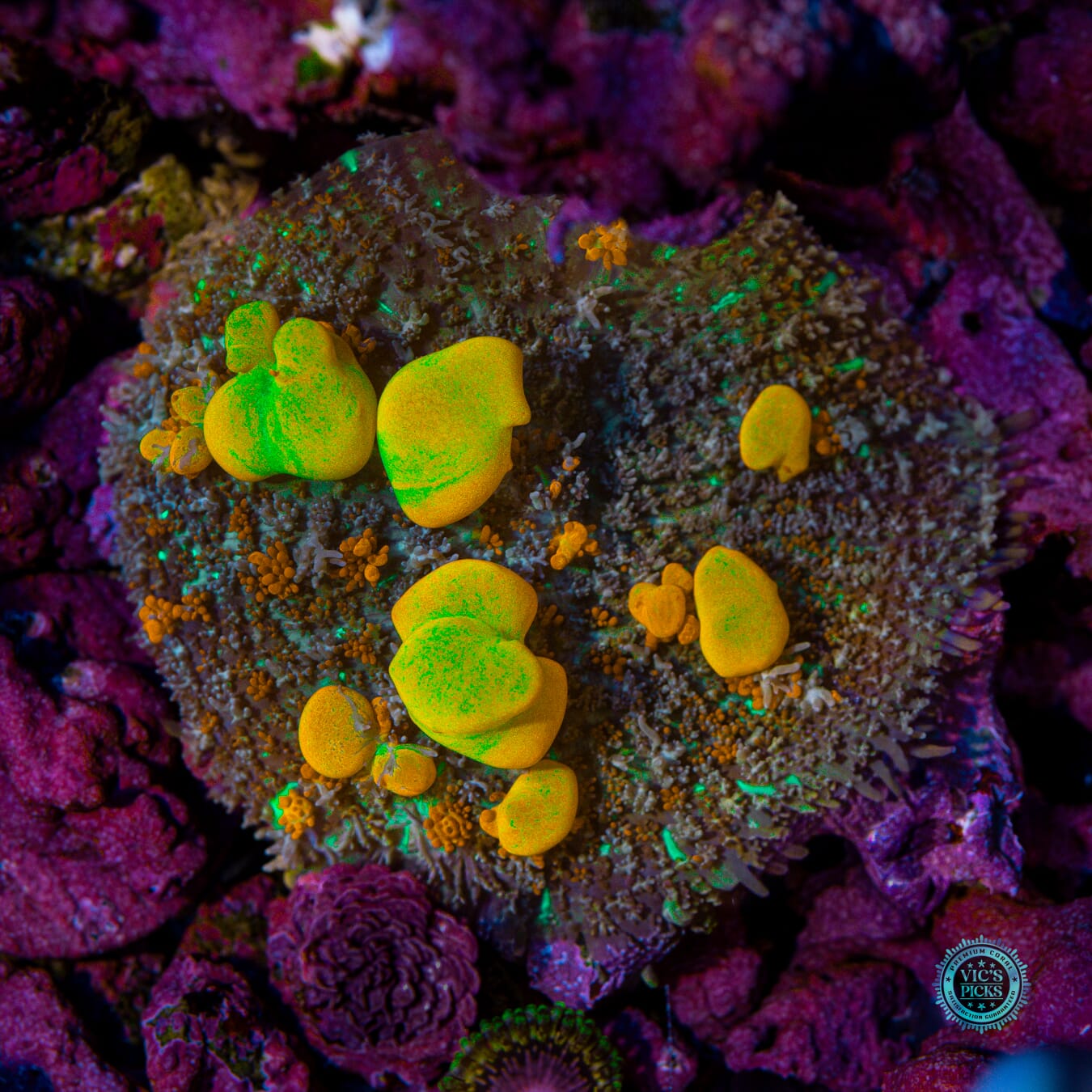 Lou's WWC OG Bounce Mushroom - Actinic Photo