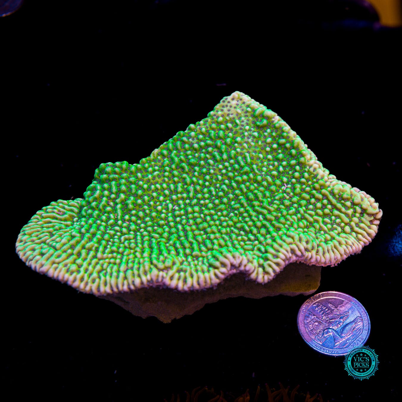 Jason Fox Beach Bum Montipora - Actinic Photo