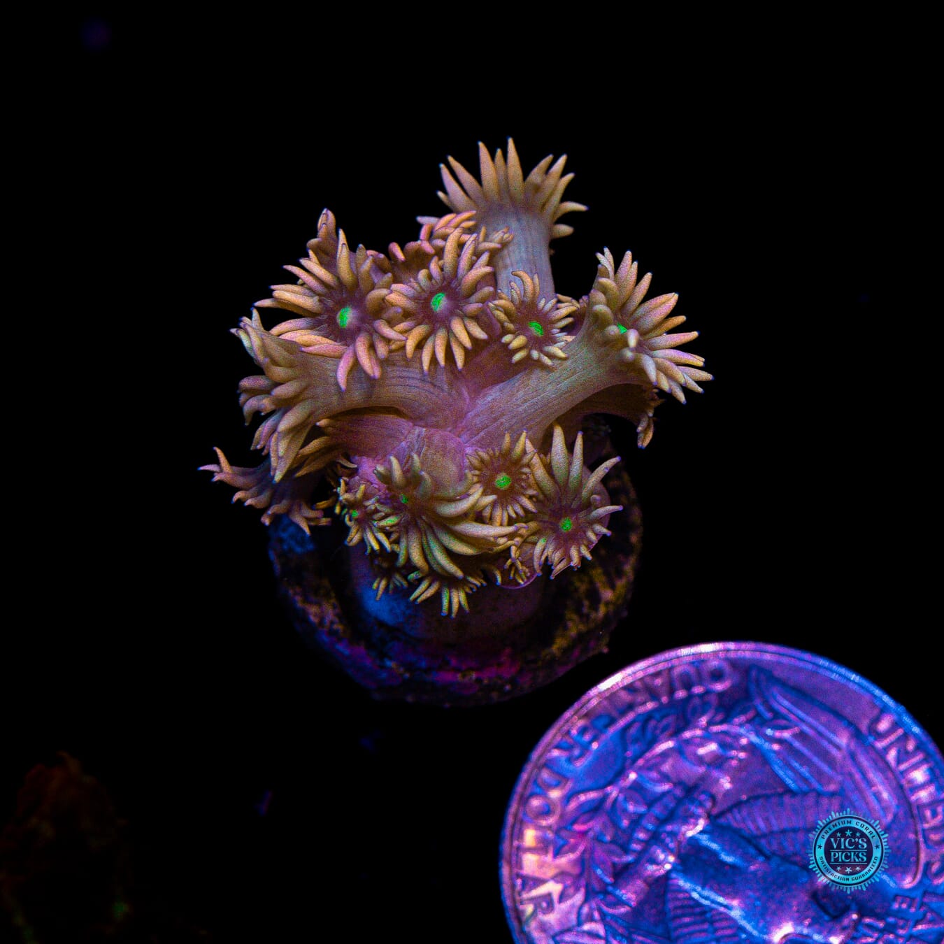 WWC Bomb Diggity Goniopora - Actinic Photo