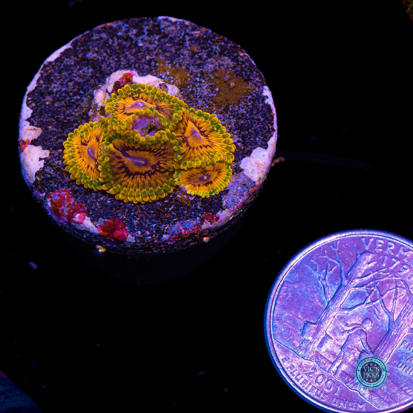 Grand Master Krakatoa Zoanthids - Actinic Photo