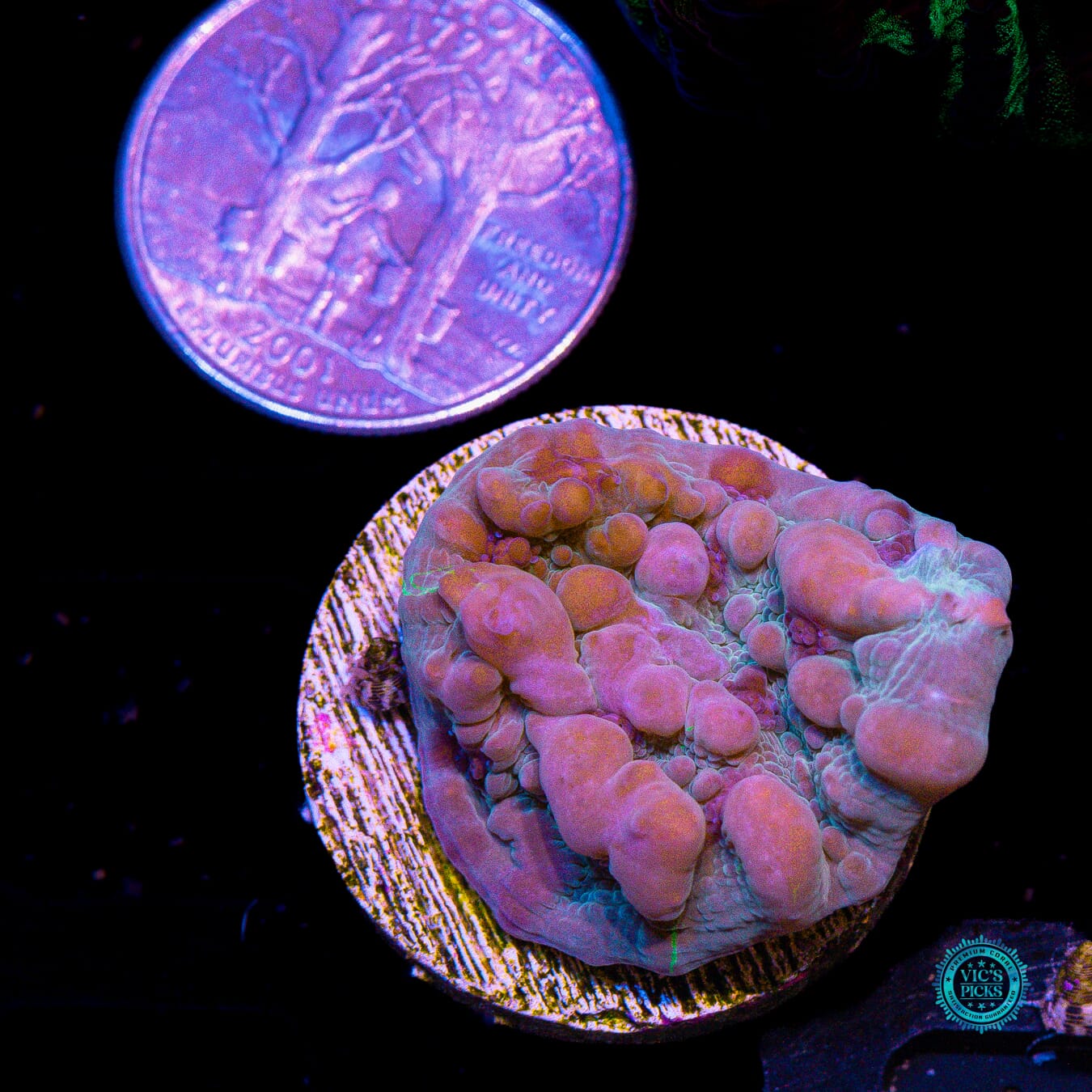 WWC Cosmic Candy Bounce Chalice - Actinic Photo