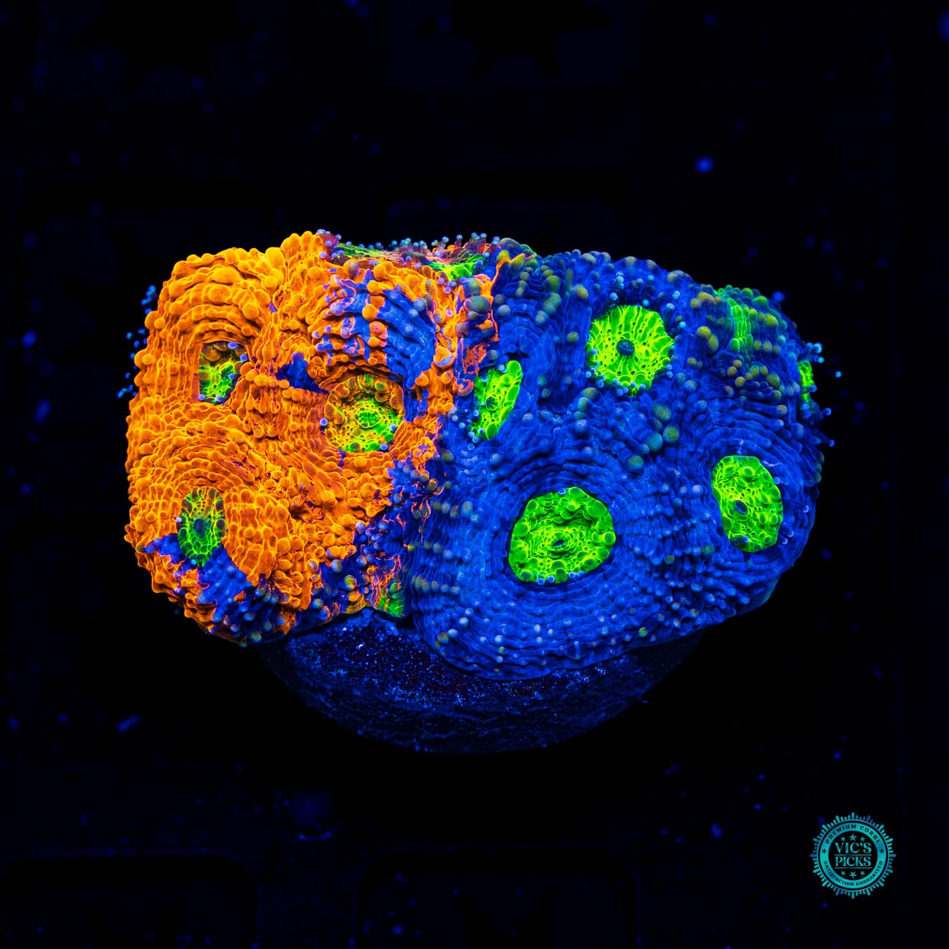 WWC Mango Tango Echinata - Daylight Photo