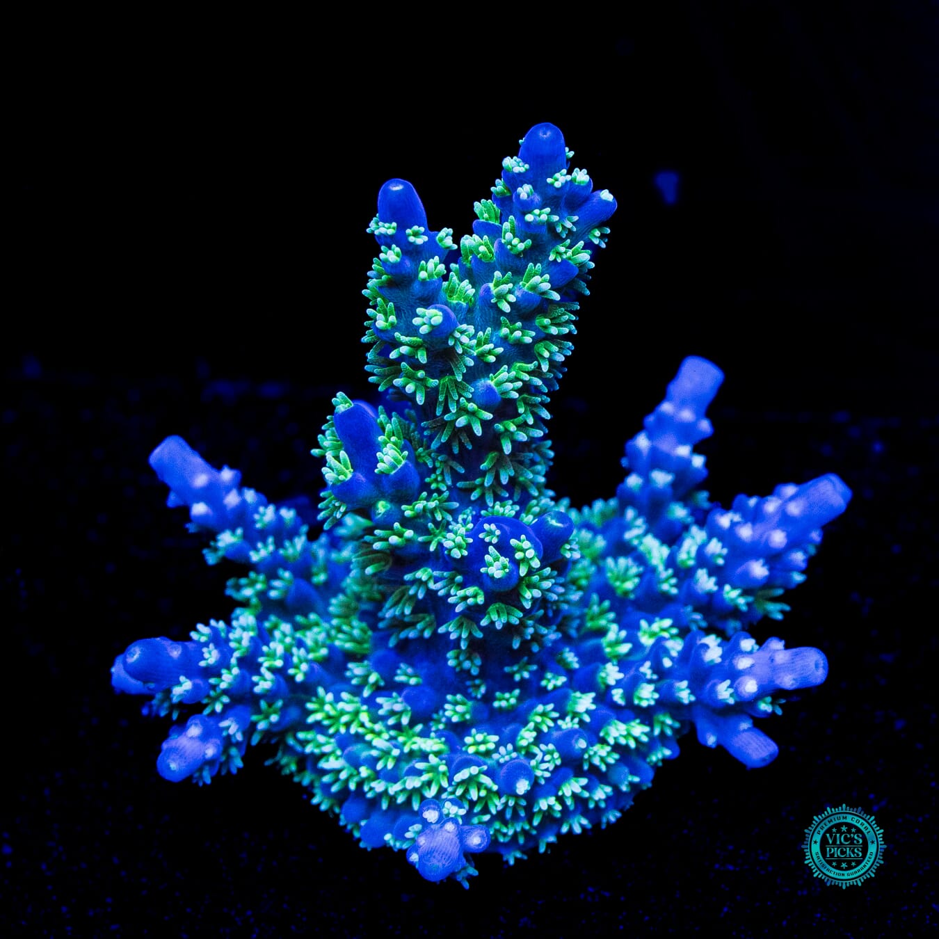 Zimmerman's Blue Horrida Acropora - Daylight Photo