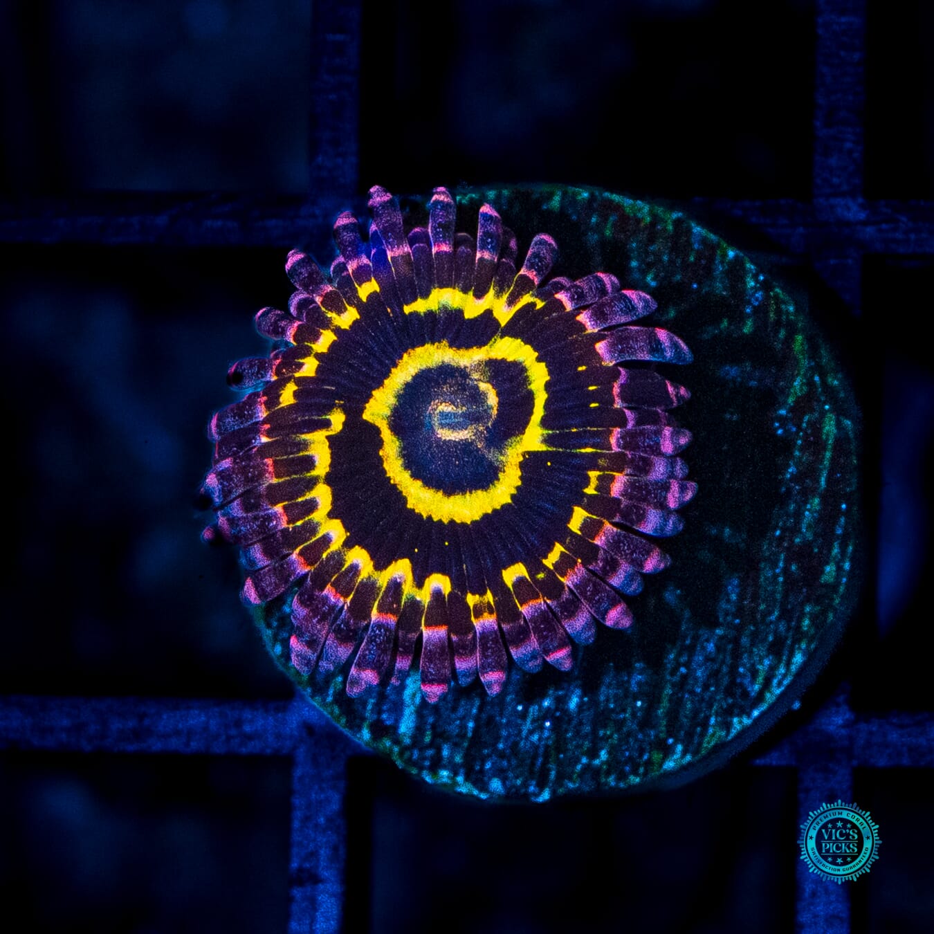 Stratosphere Zoanthid - Daylight Photo