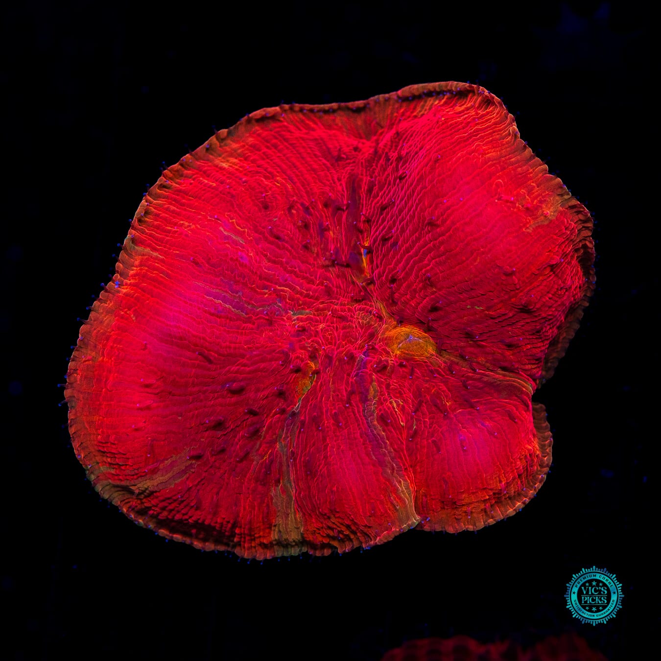 WWC Diablo Diaseris - Daylight Photo