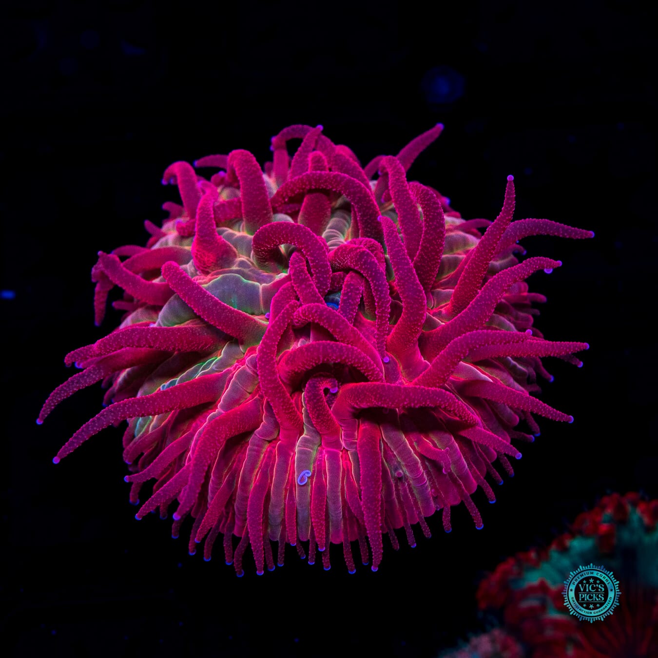 WWC Zombie Apocalypse Diaseris - Daylight Photo