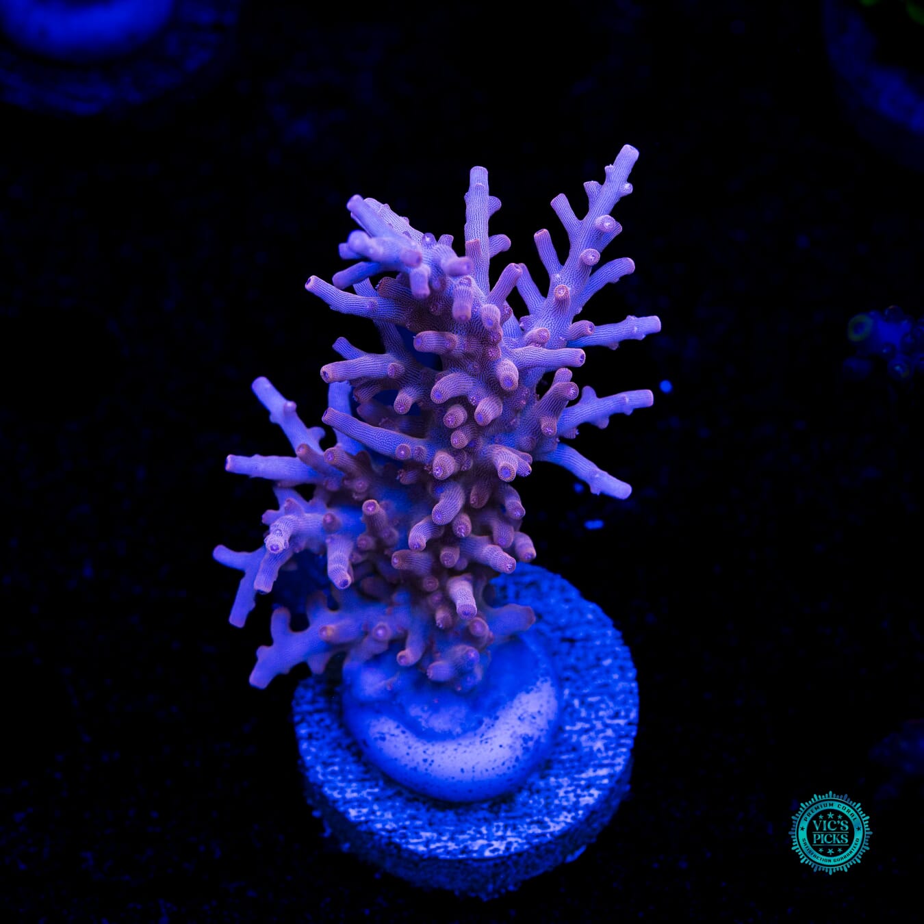 POTO Golden Dragon Acropora - Daylight Photo