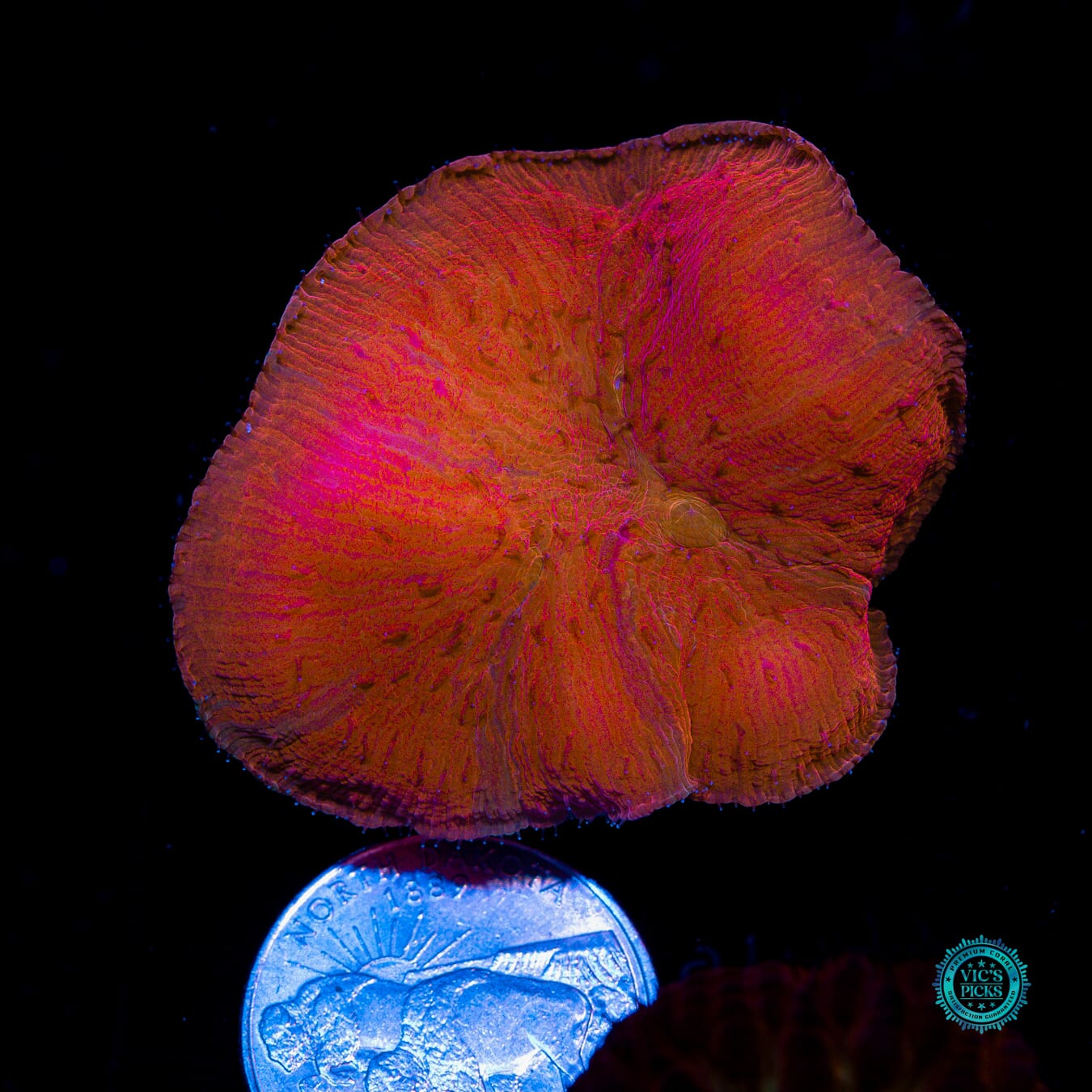 WWC Diablo Diaseris - Actinic Photo