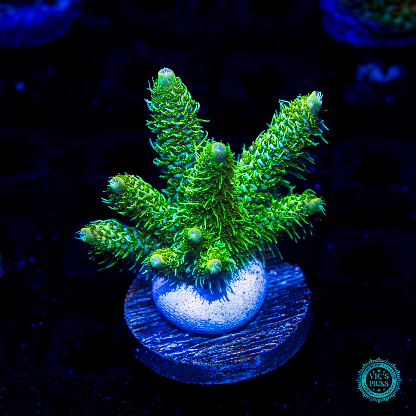 worldwidecorals.com