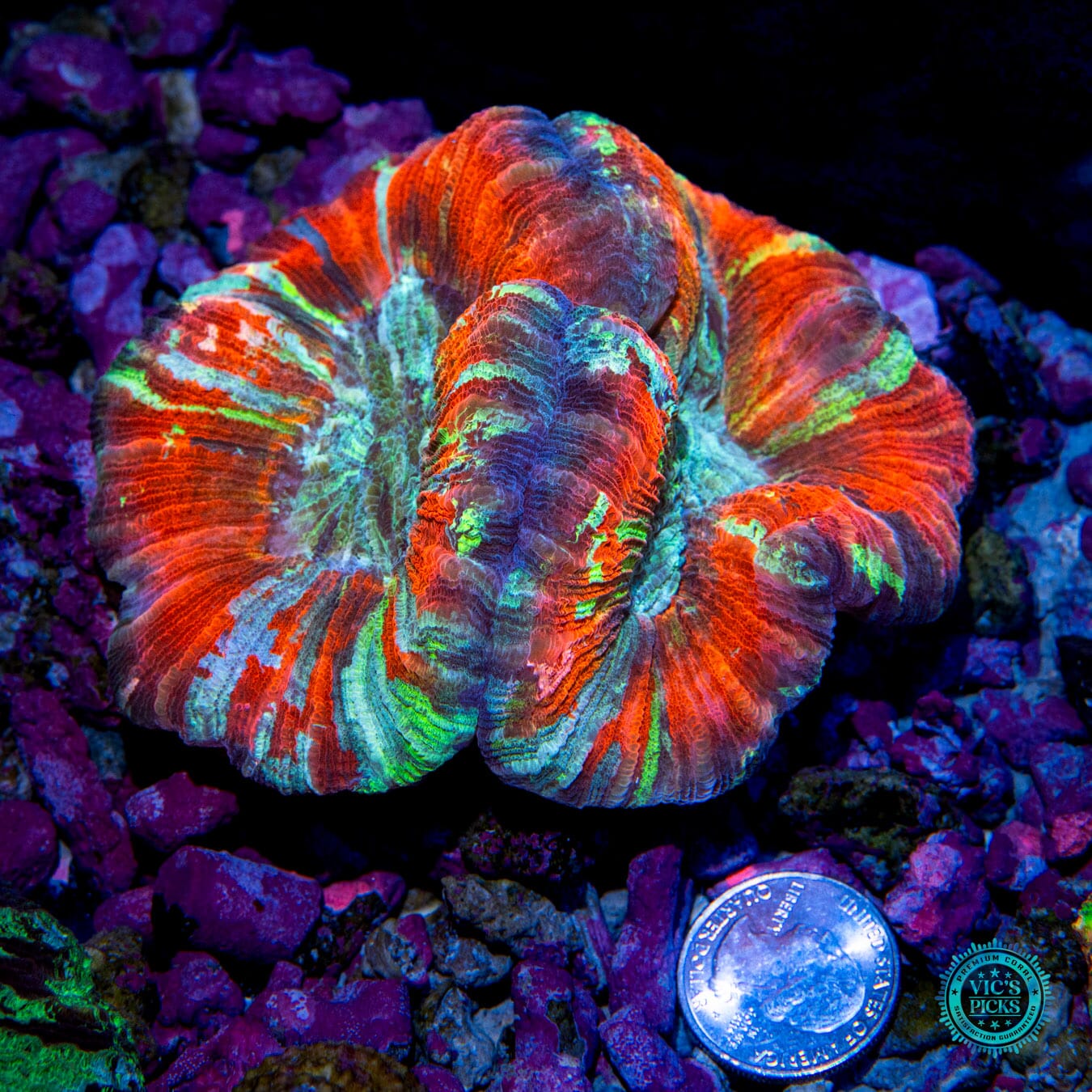 Rockin Rojo Rainbow Trachyphyllia - Actinic Photo