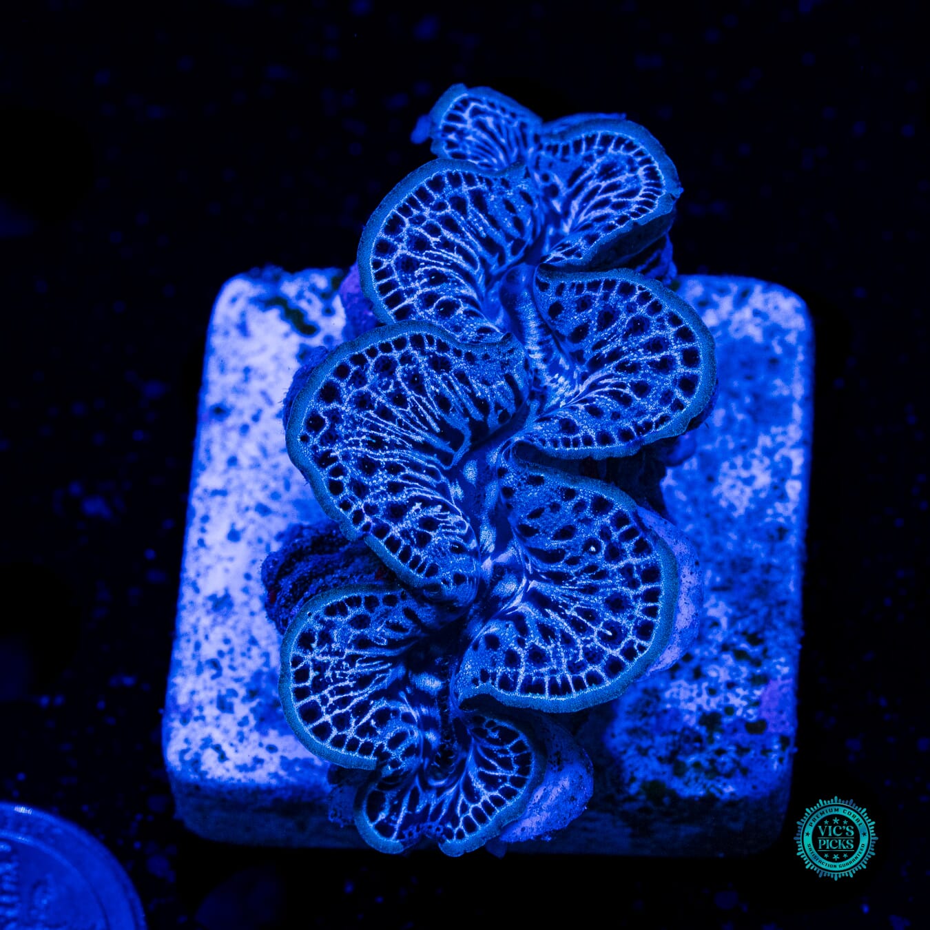 Static Cling Maxima Clam - Daylight Photo