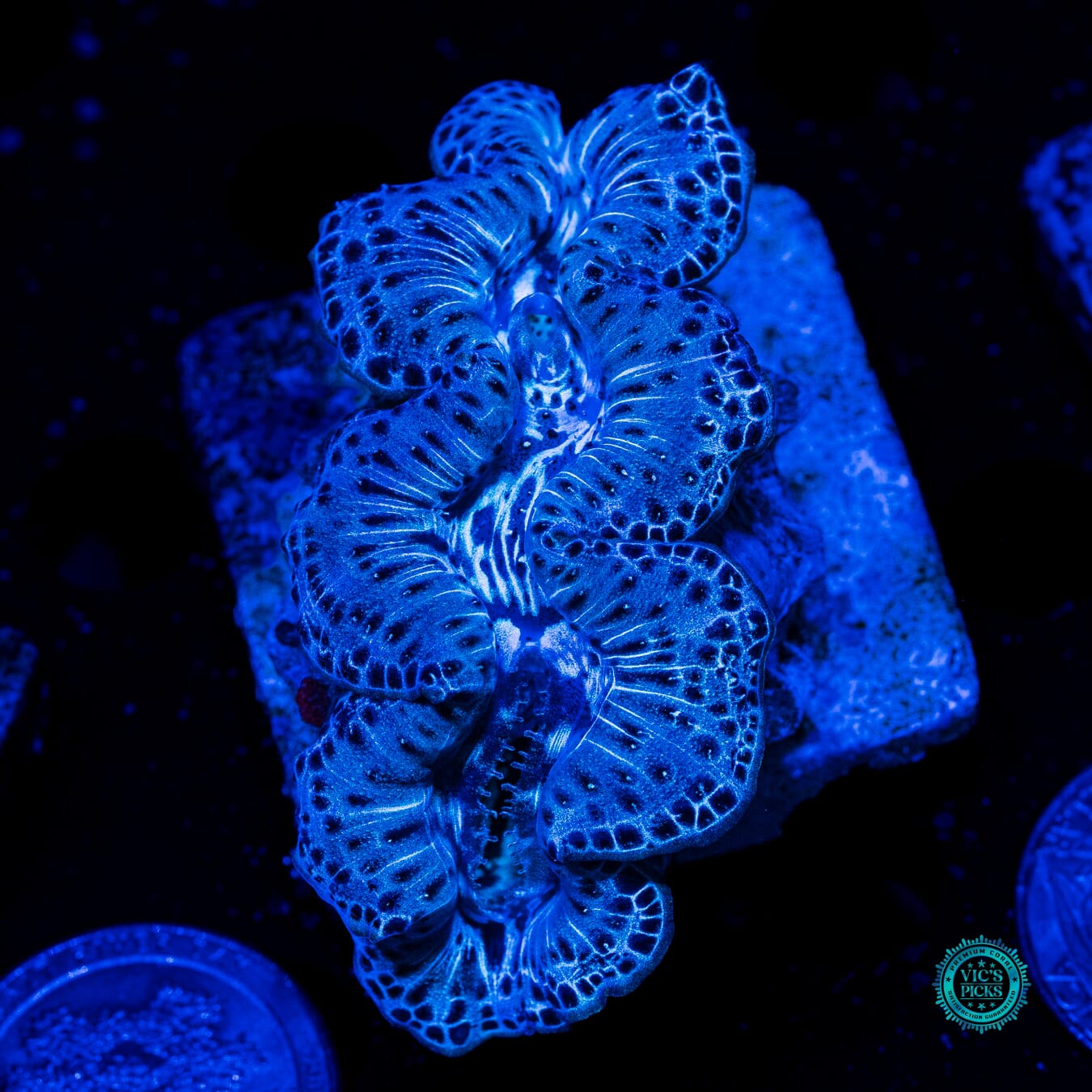 Bronze Leaf Maxima Clam - Daylight Photo