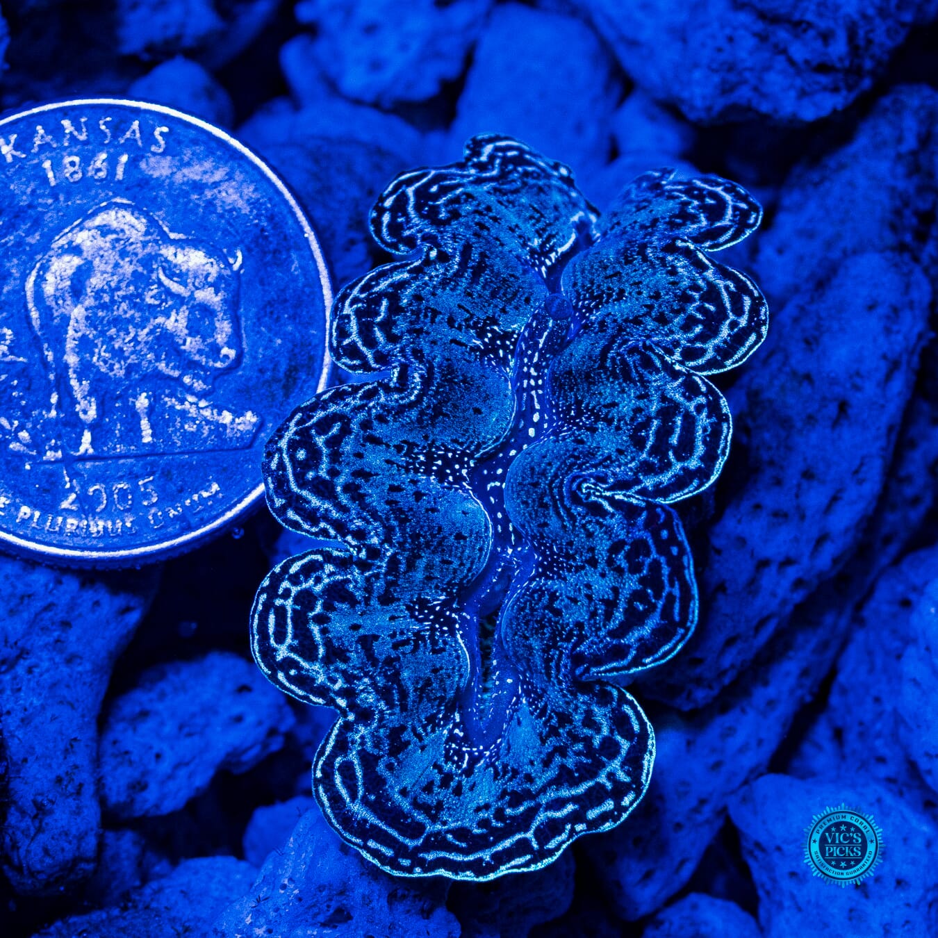 Lake Effect Crocea Clam - Daylight Photo