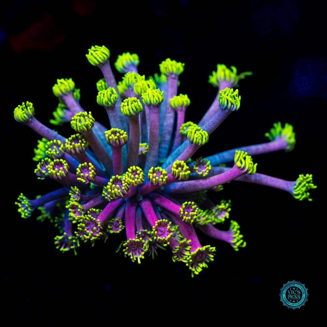 WWC Hail Hydra Goniopora - Daylight Photo