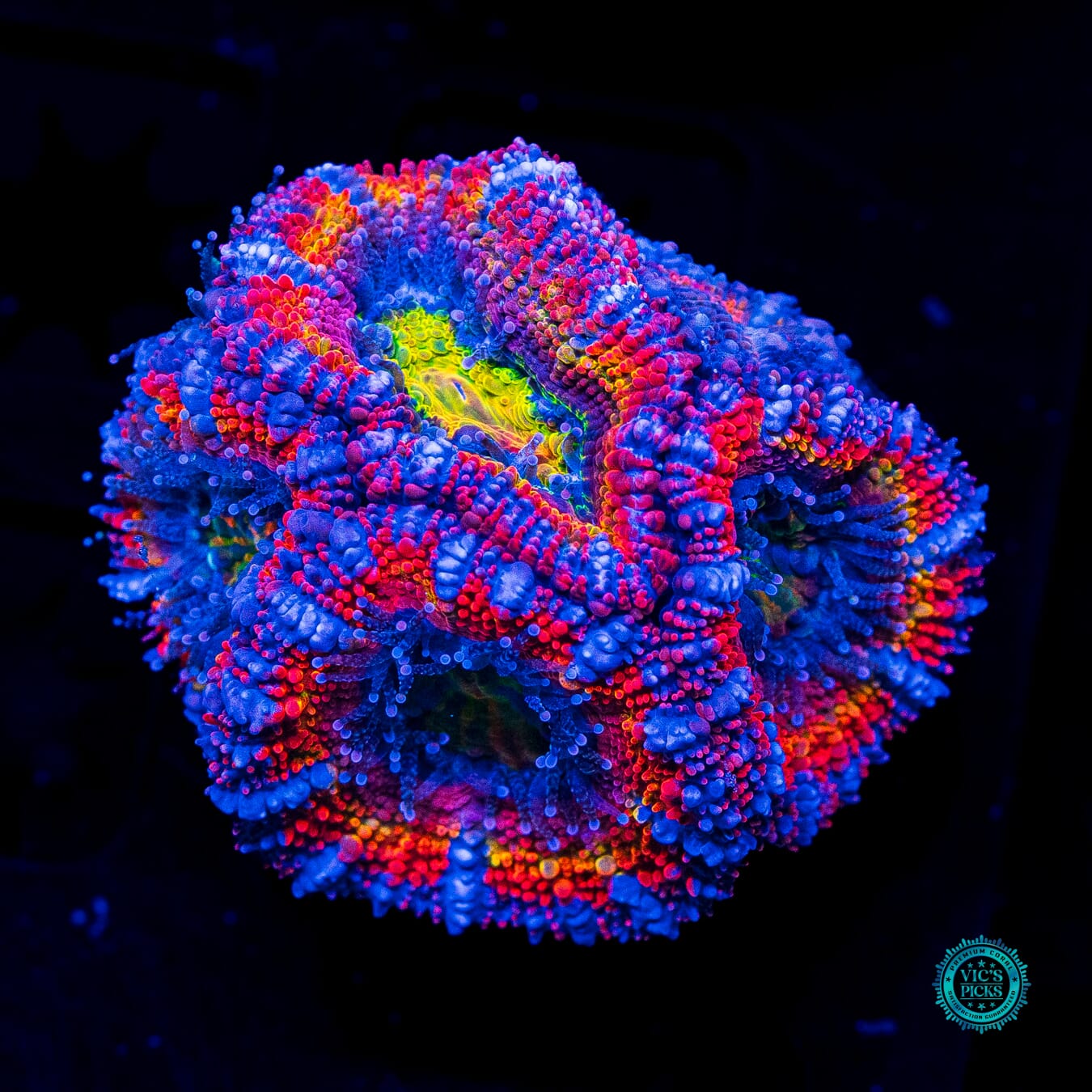 Soul Sucker Aussie Lord - Daylight Photo