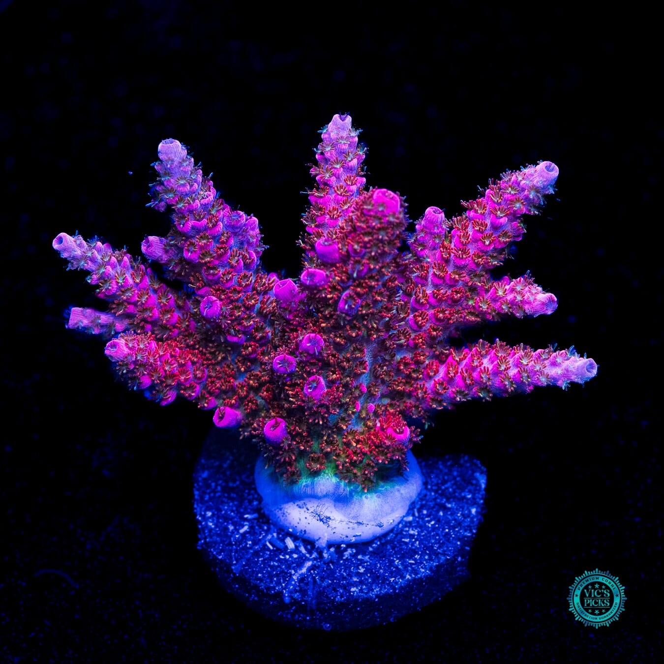 WWC Ruby Runner Acropora - Daylight Photo