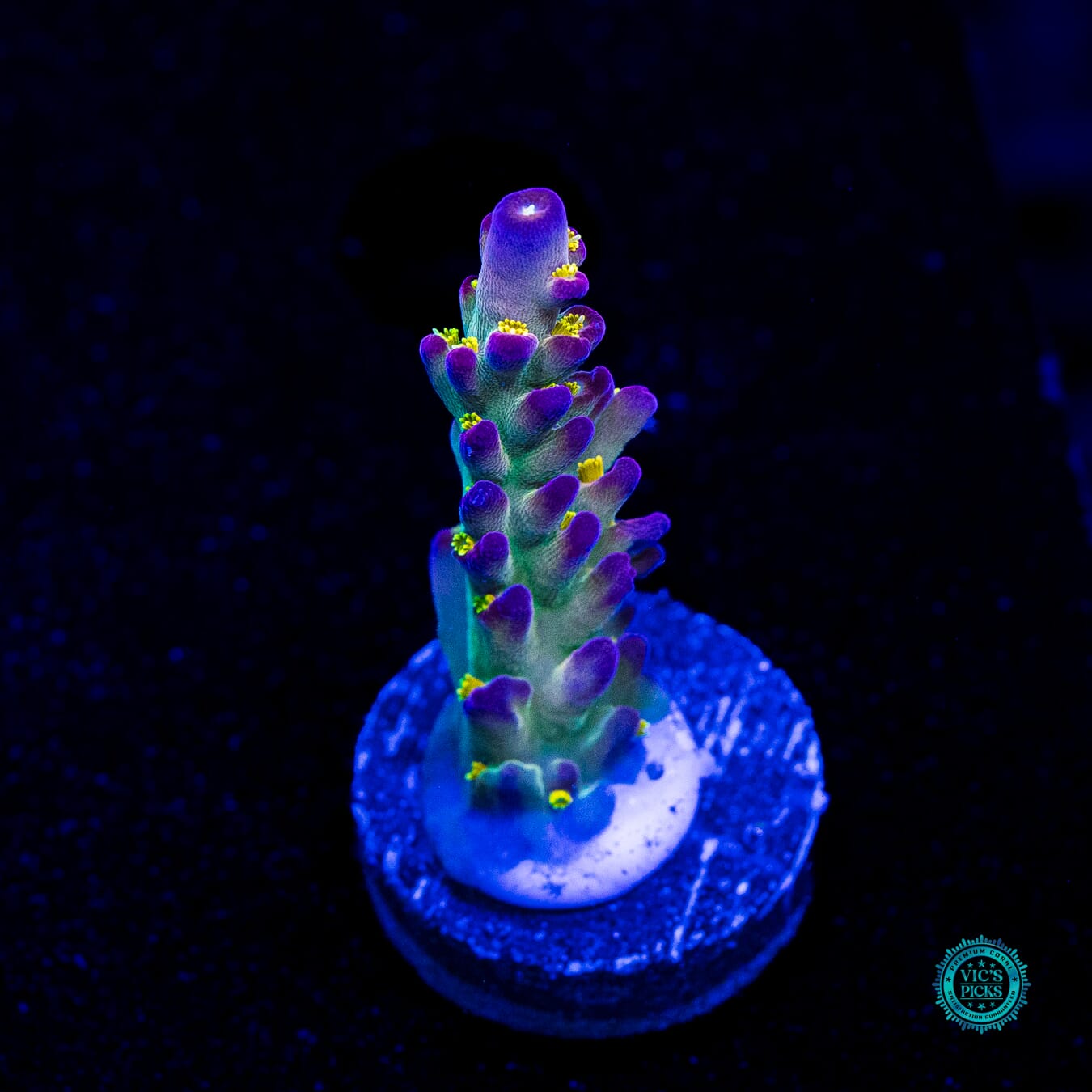 Jason Fox Fantasy Island Acropora - Daylight Photo