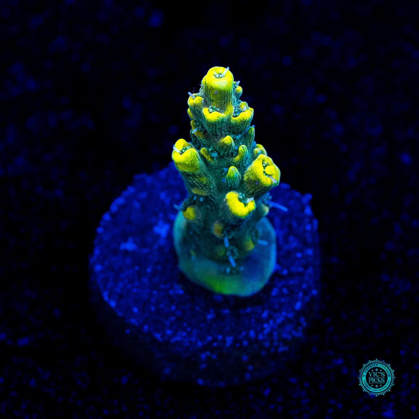 WWC After Hours Acropora - Daylight Photo