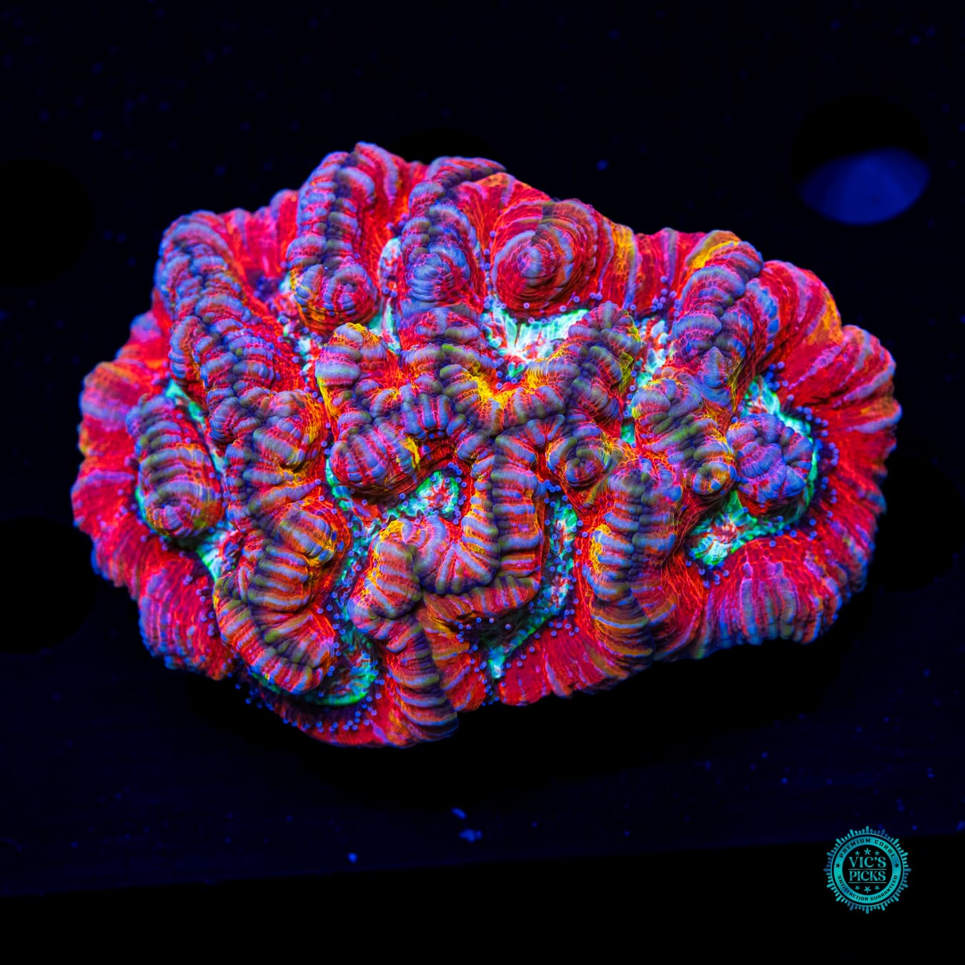 Party Tiger Symphyllia Wilsoni - Daylight Photo