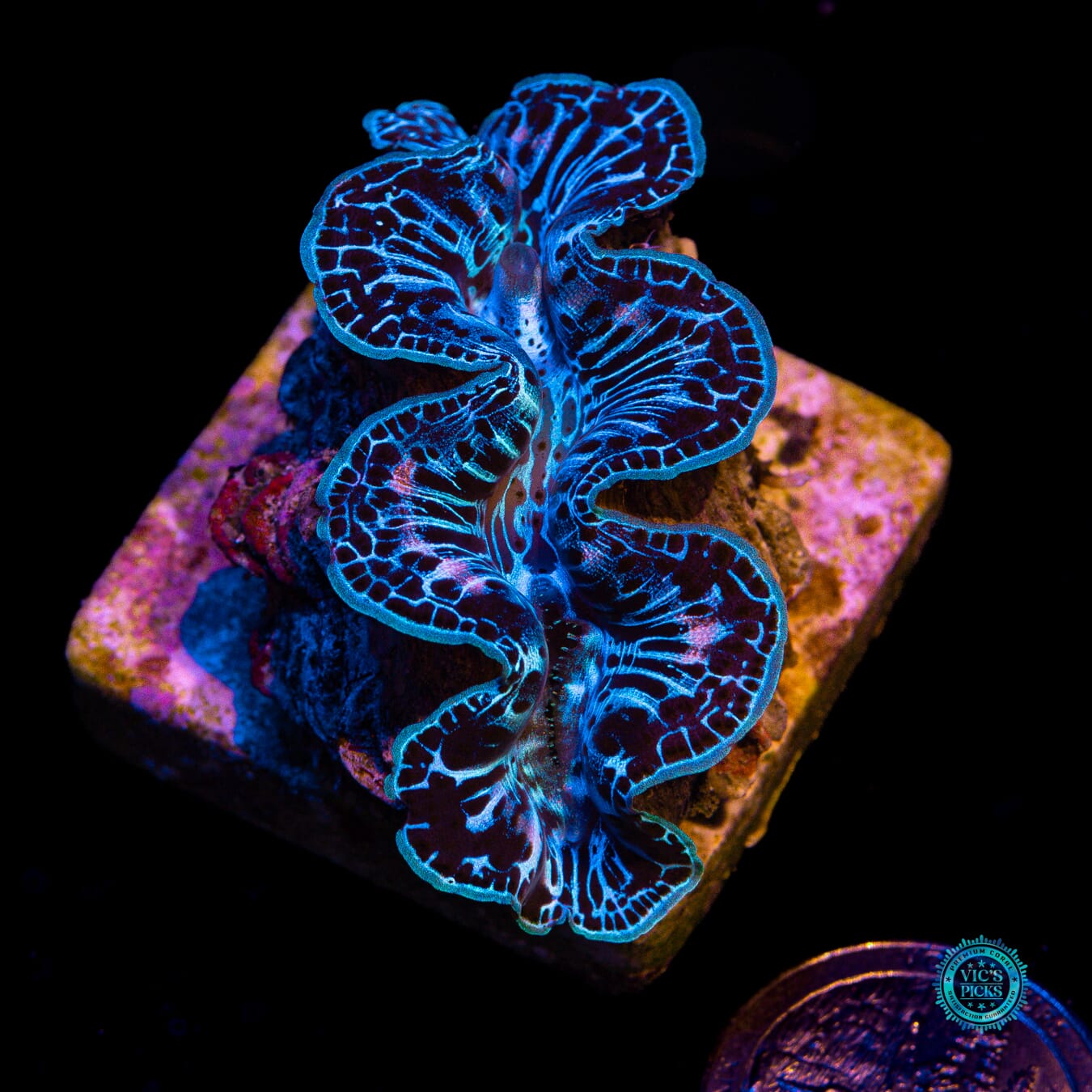 Lightning Storm Maxima Clam - Actinic Photo