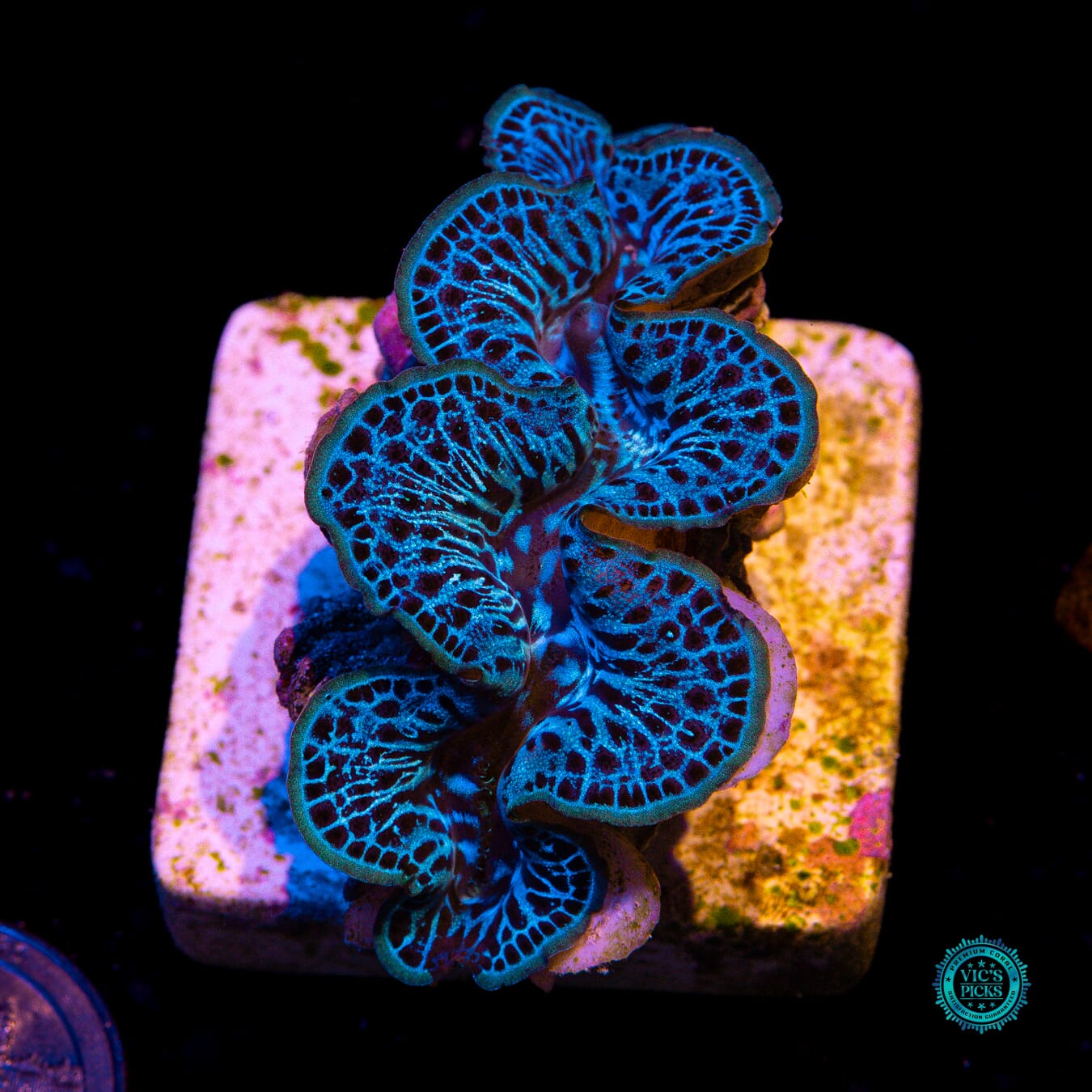 Static Cling Maxima Clam - Actinic Photo