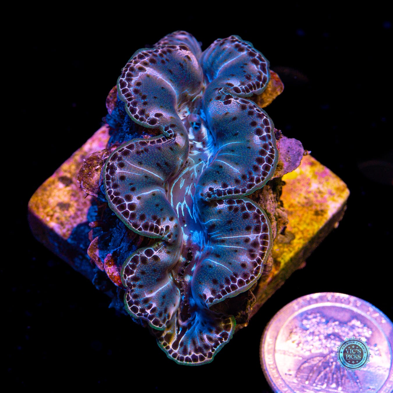 Melting Pot Maxima Clam - Actinic Photo