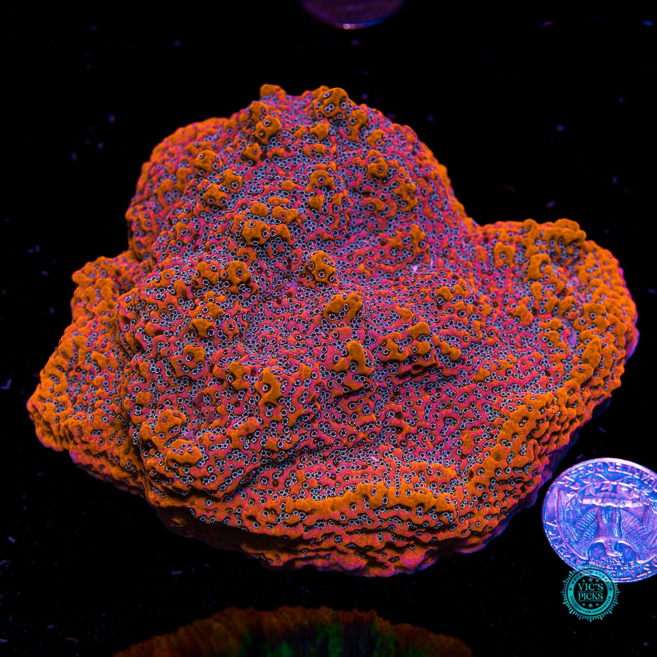 WWC Dragonfruit Montipora - Actinic Photo