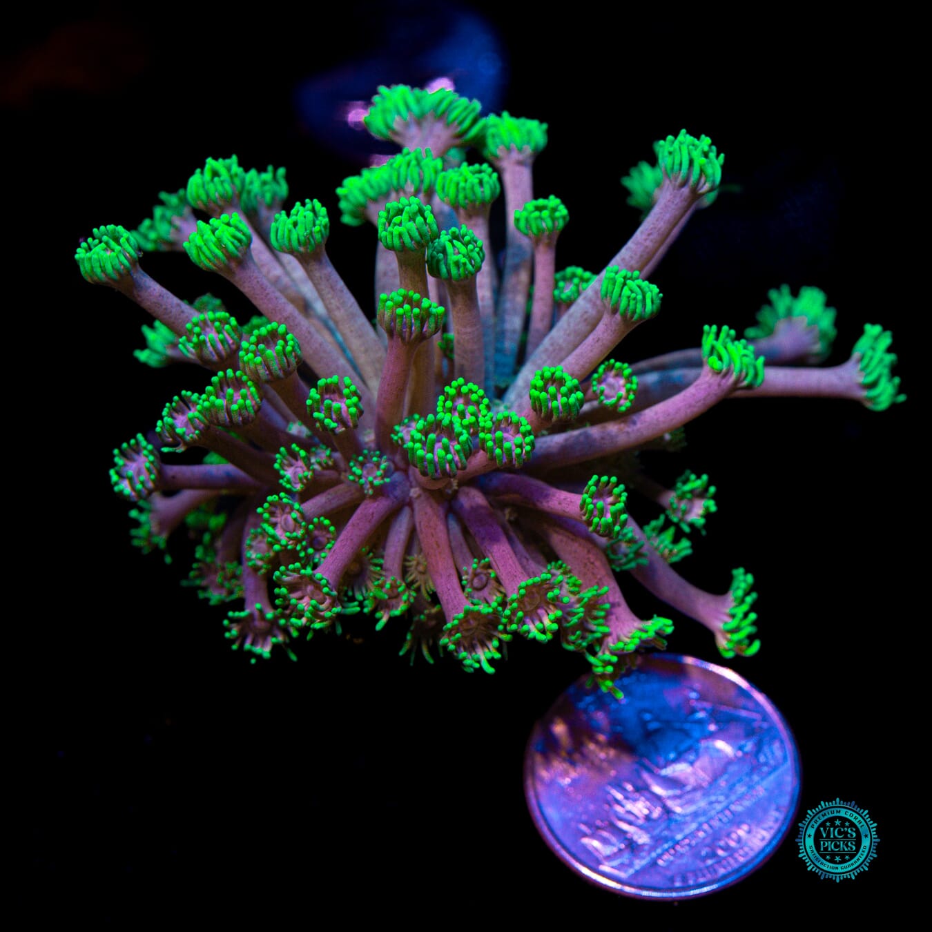 WWC Hail Hydra Goniopora - Actinic Photo