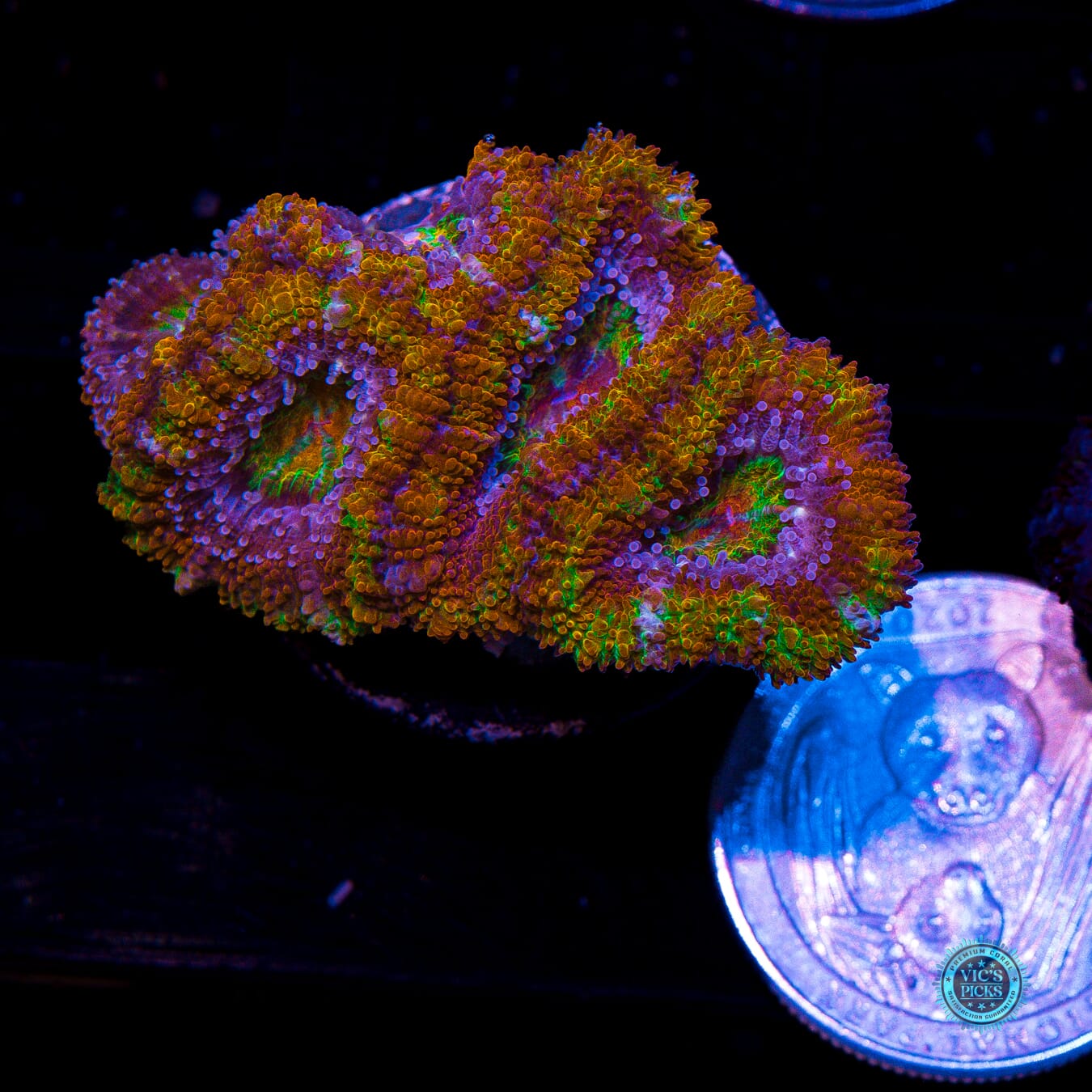 Pure Paradise Aussie Lord - Actinic Photo