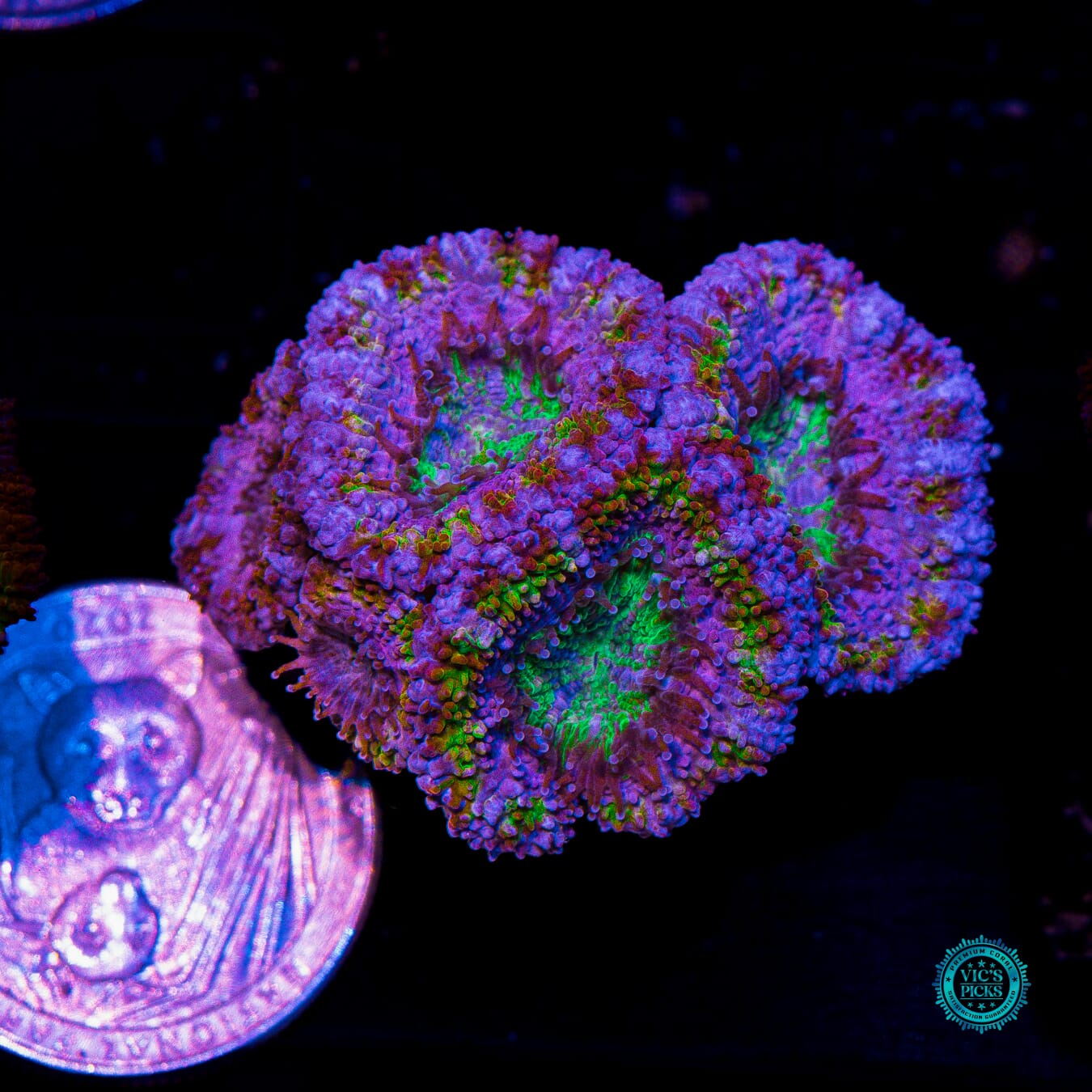 Soul Drinker Aussie Lord - Actinic Photo