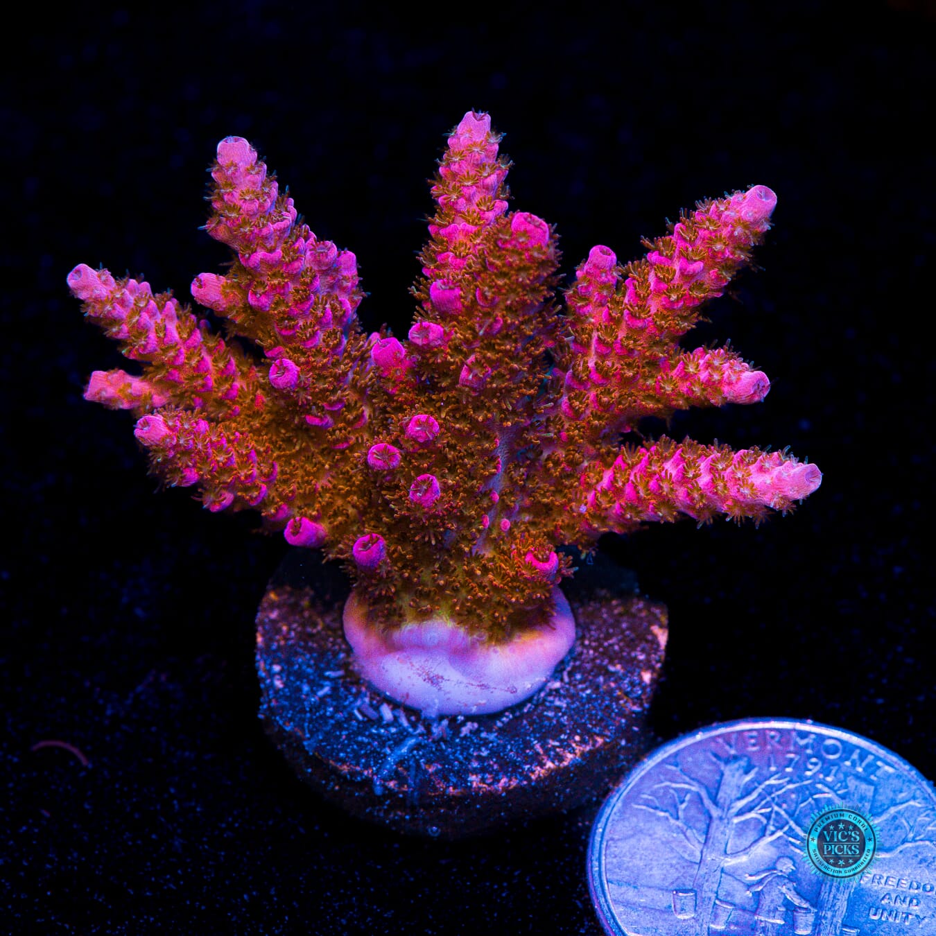 WWC Ruby Runner Acropora - Actinic Photo