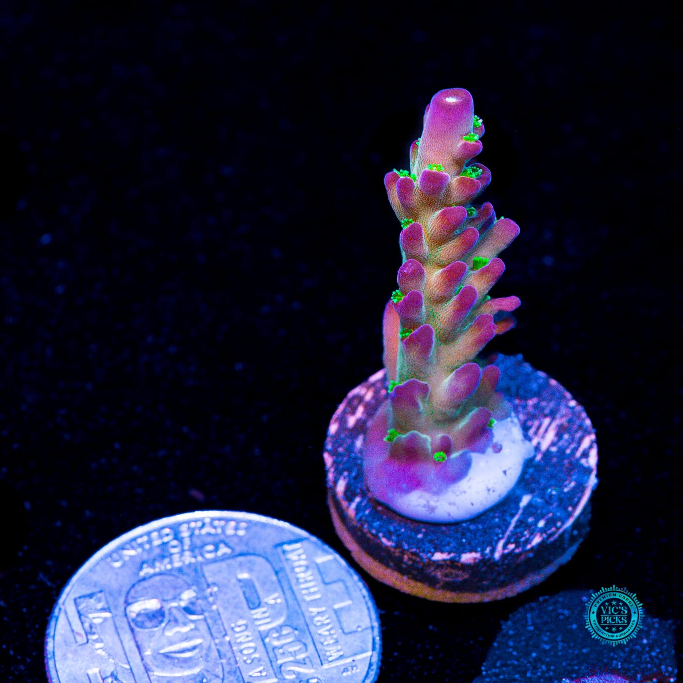 Jason Fox Fantasy Island Acropora - Actinic Photo