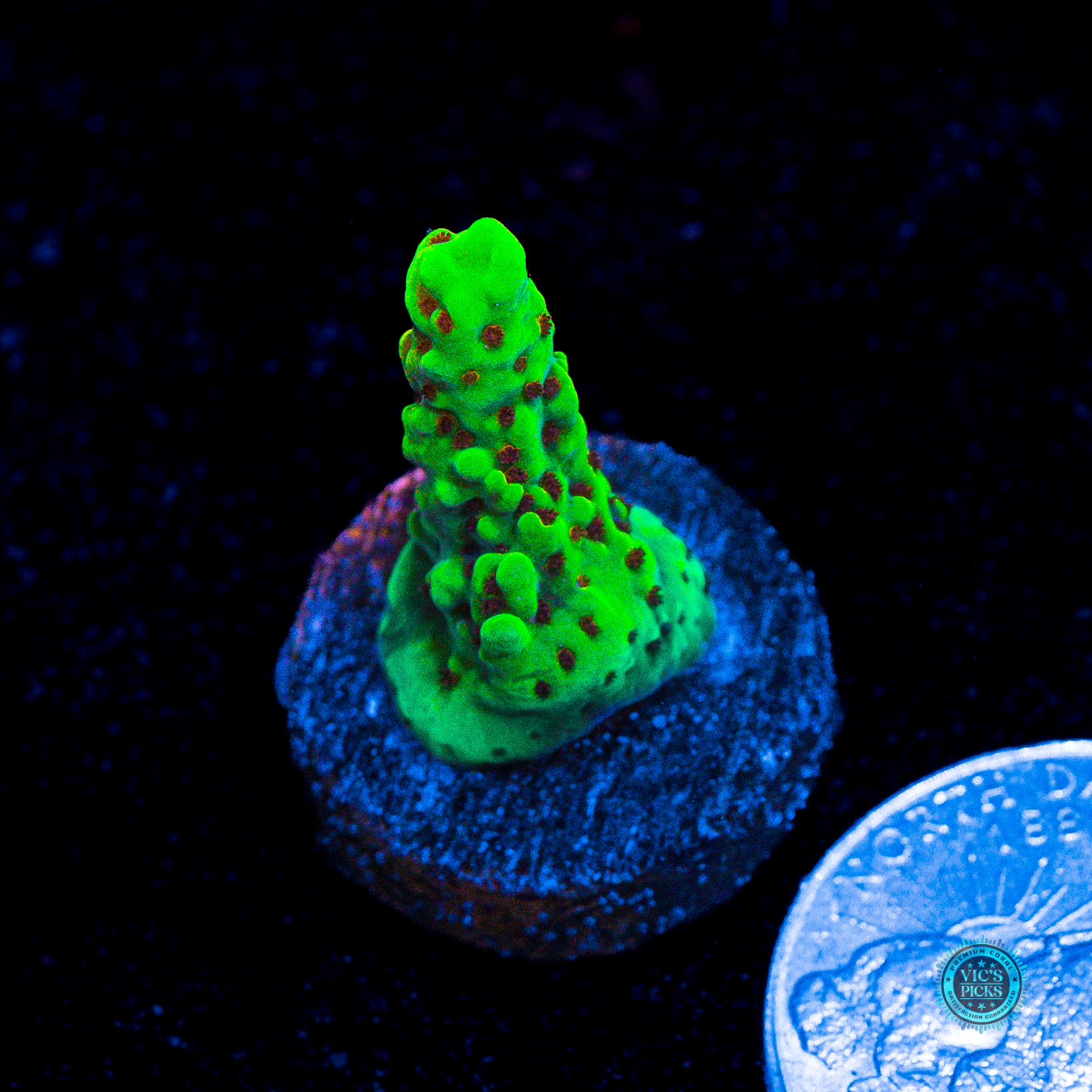 RR Fuzzy Navel Acropora