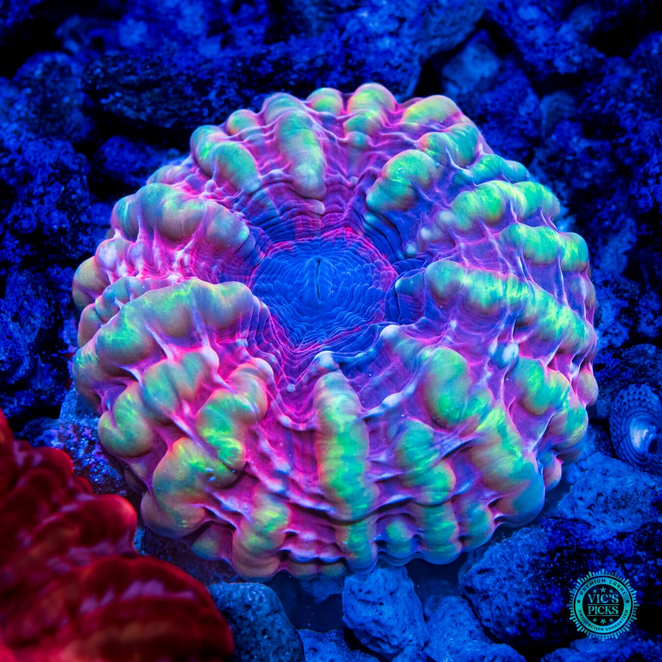 Sexy Time Indophyllia Coral - Daylight Photo
