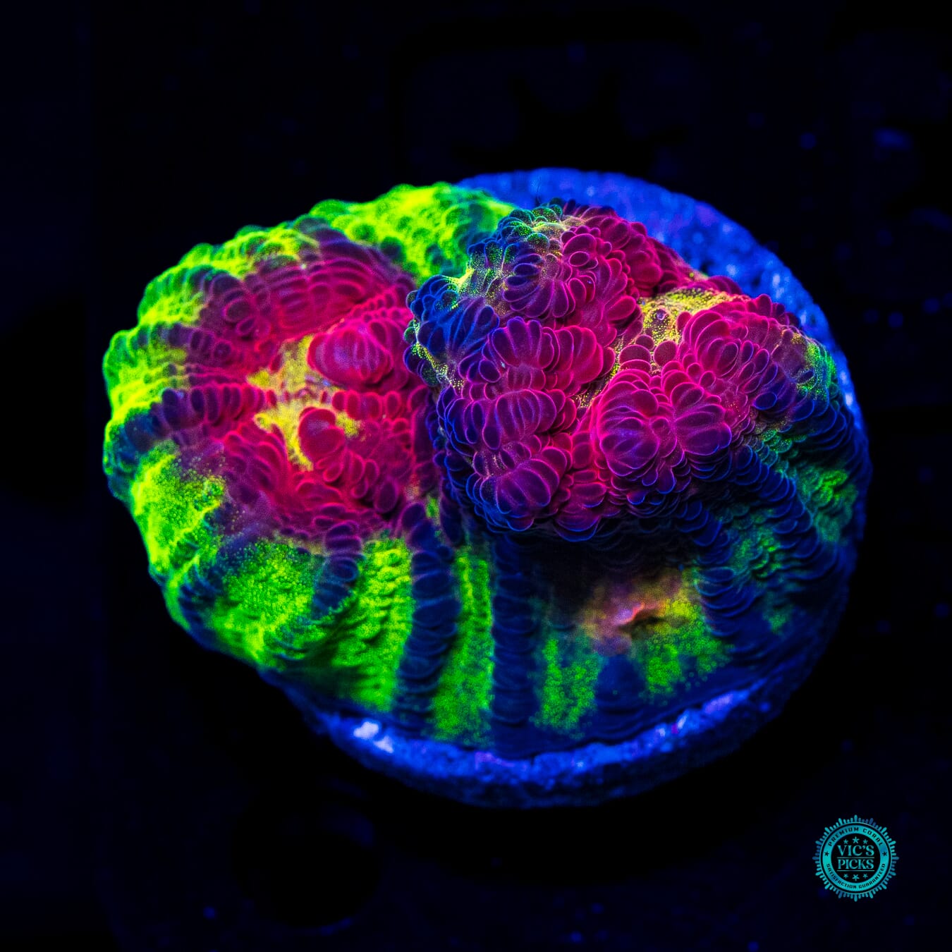 Jason Fox Chemical Reaction Chalice - Daylight Photo