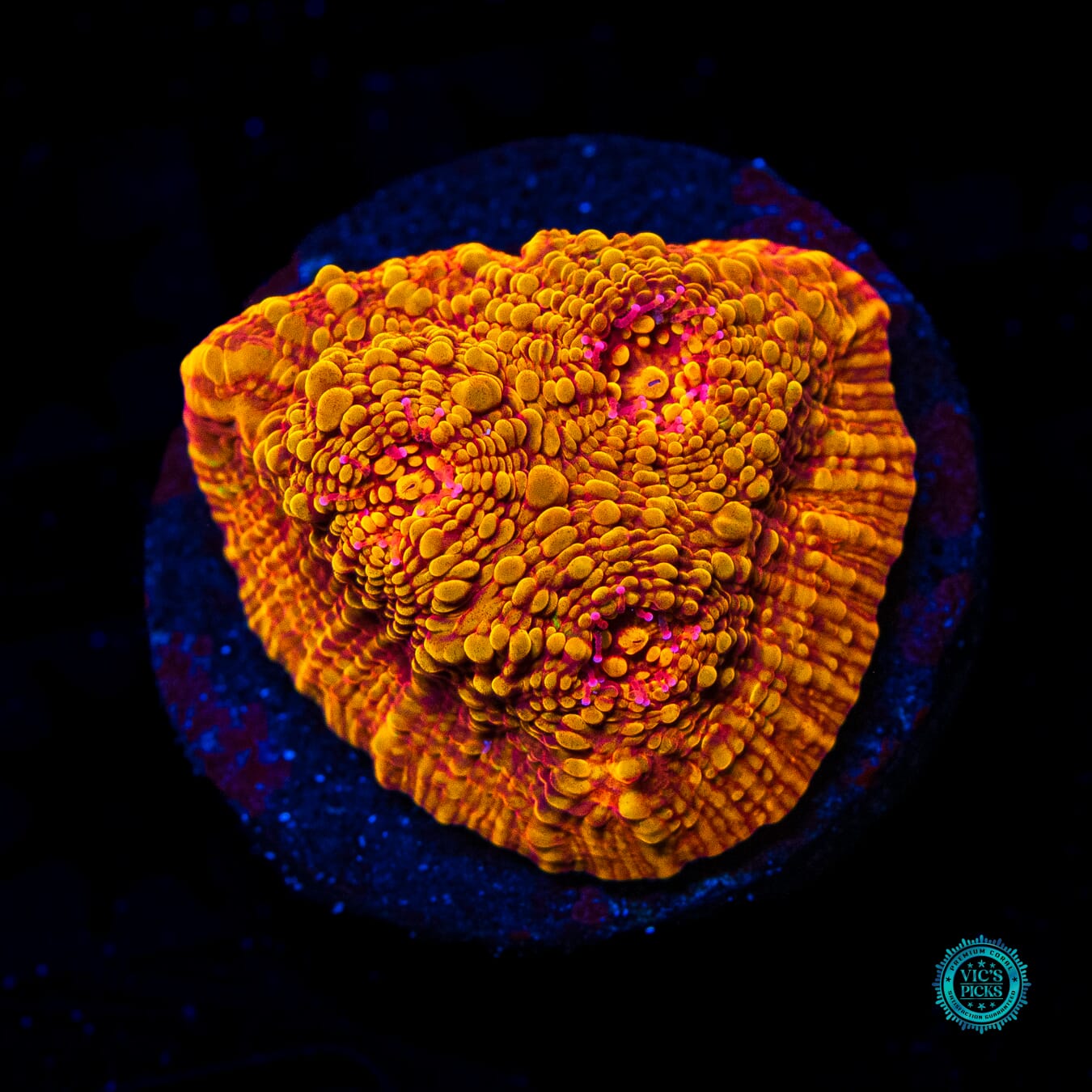 POTO Rainbow Peacock Chalice - Daylight Photo