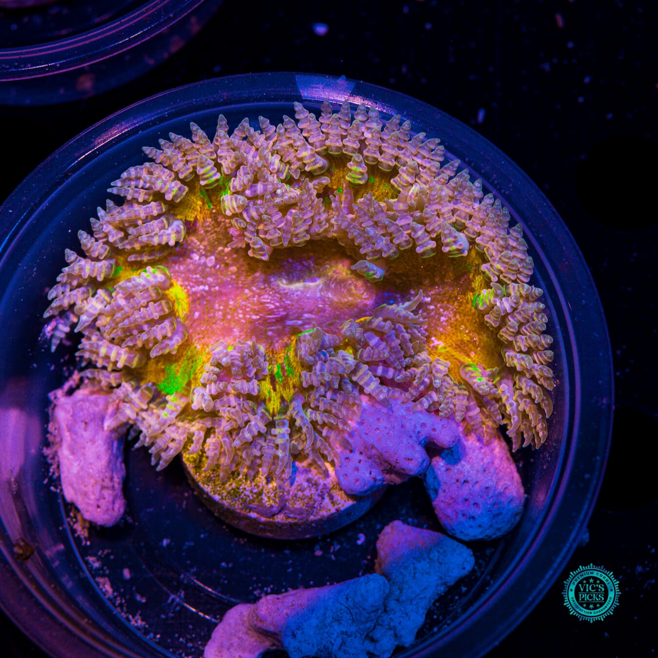 Grafted Dark Cosmic Energy Flower Anemone - Actinic Photo