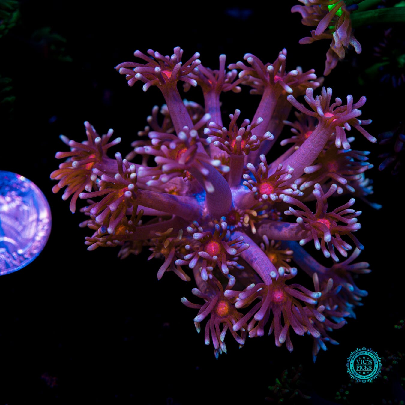 WWC Bloodshot Goniopora - Actinic Photo