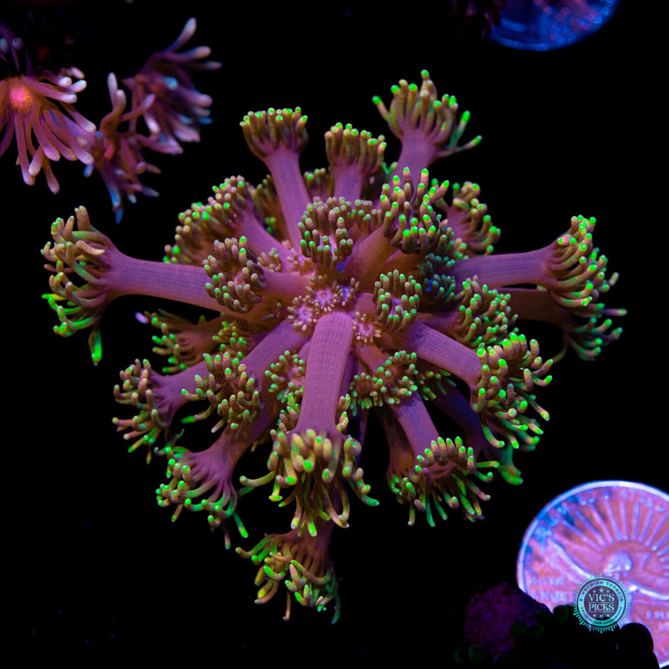 WWC Sunflower Goniopora - Actinic Photo